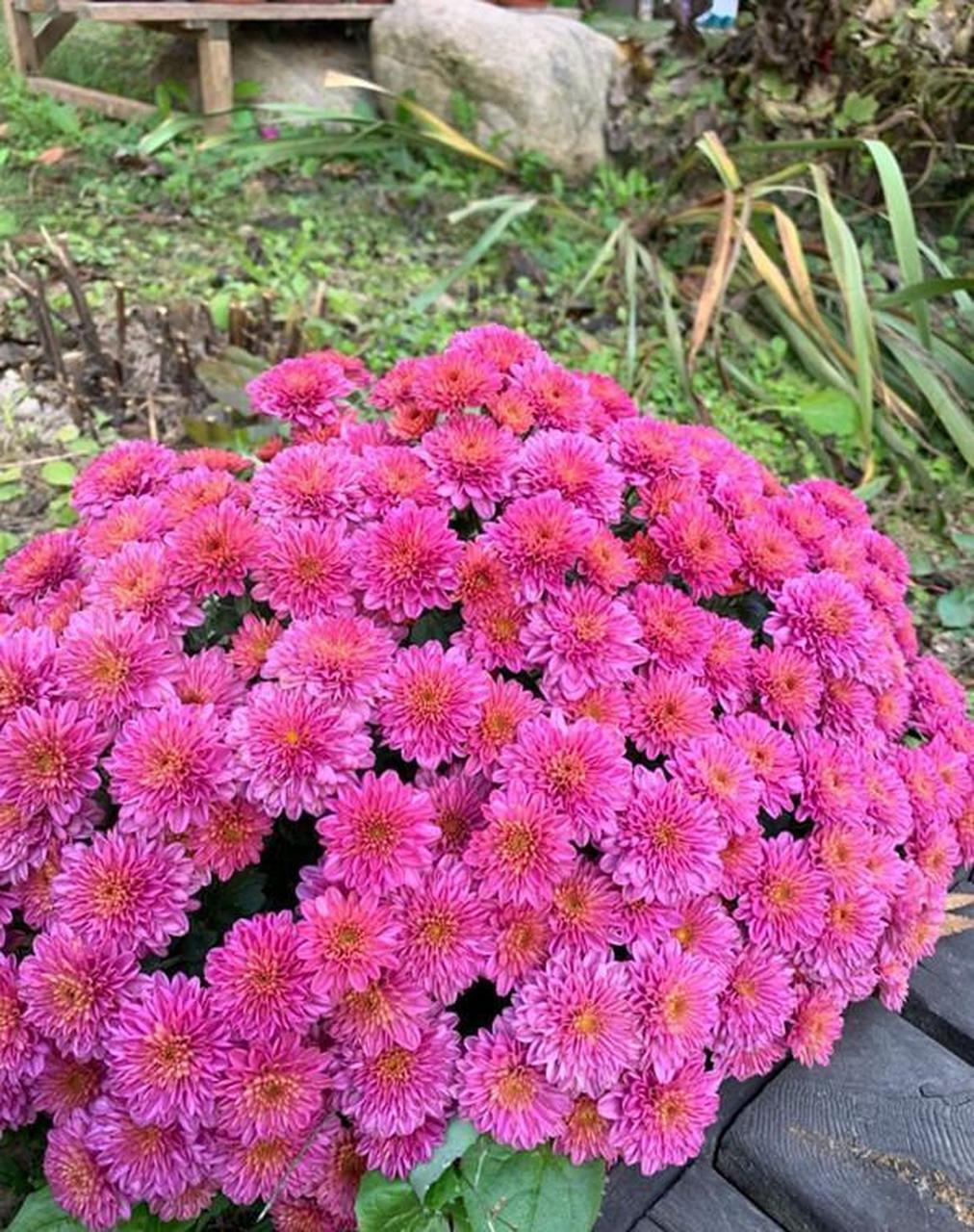 花园菊,又名庭院菊,国外培育的观赏型菊科花卉,特点是花量大,花期也长