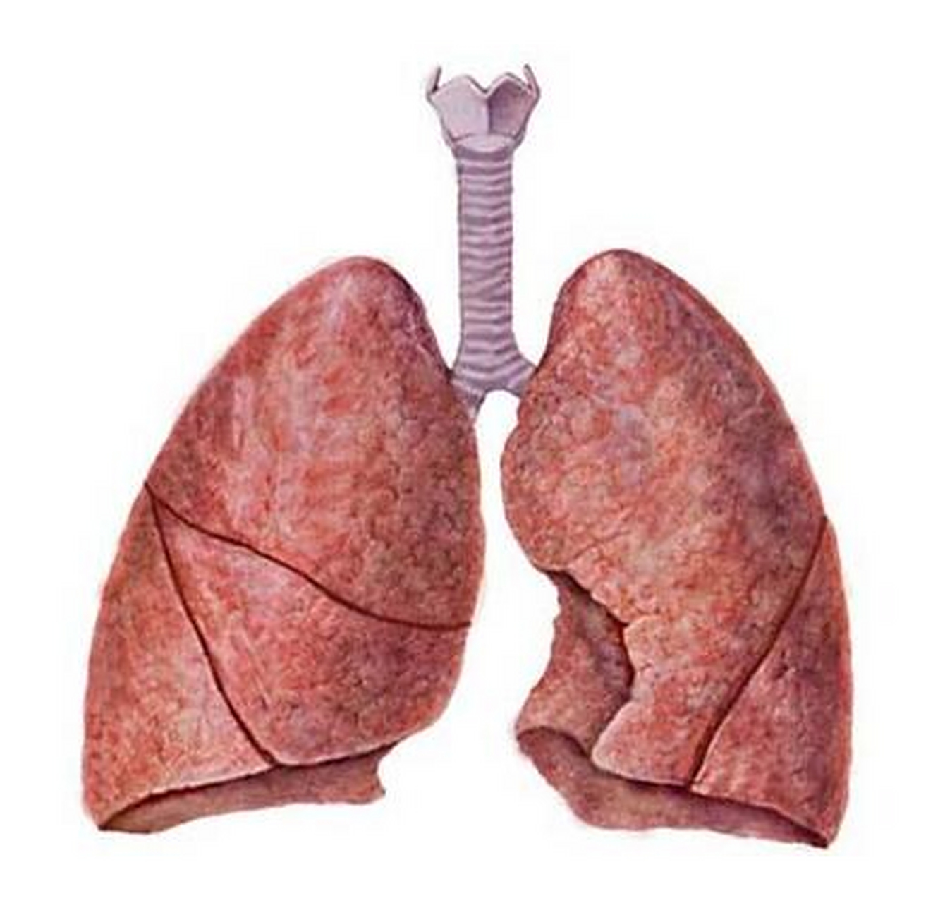 肺气肿五个症状的临床表现有哪些?  1.