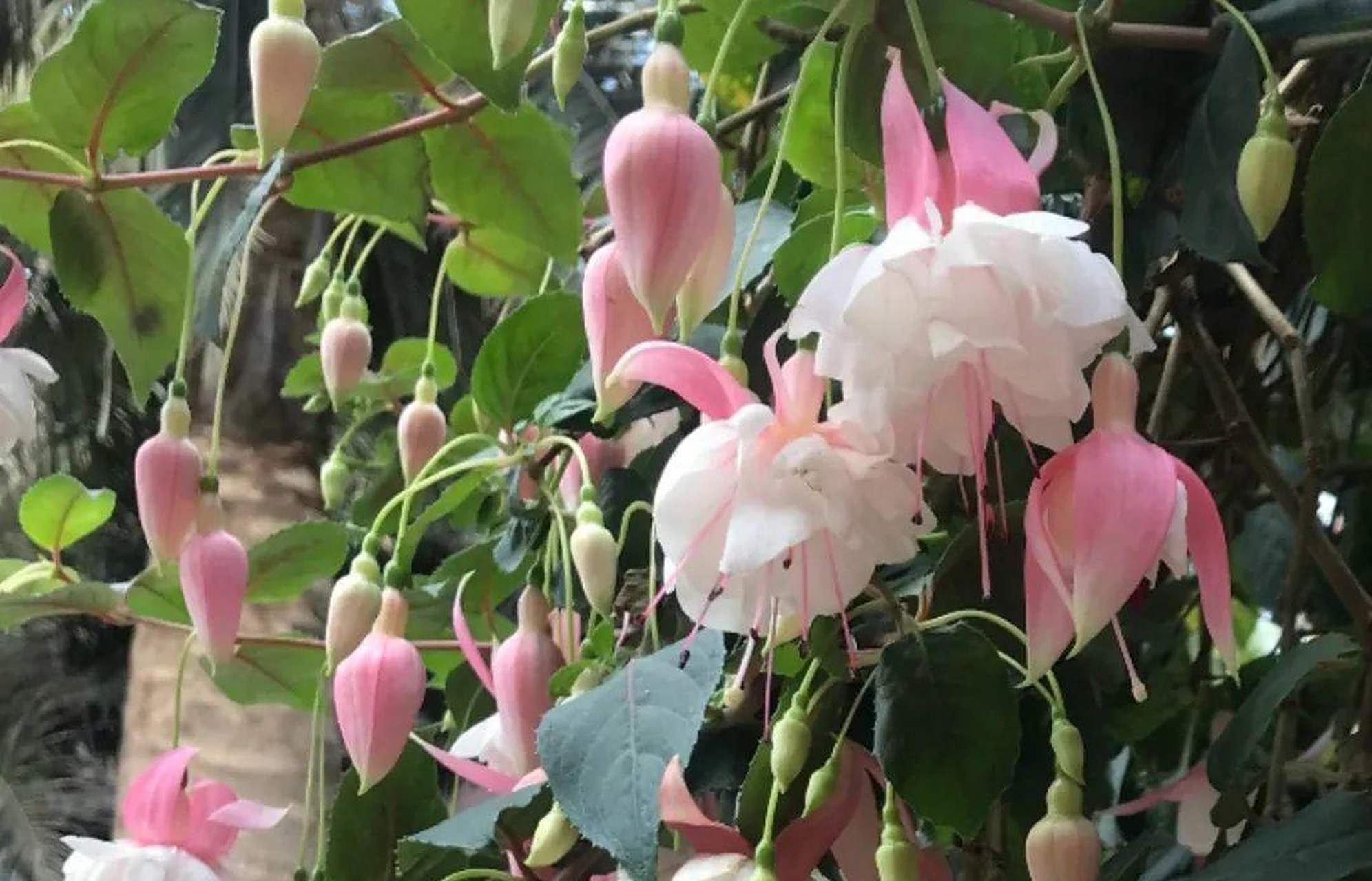 [鲜花]倒挂金钟又叫灯笼花,吊钟海棠等,是一种开花非常漂亮的植物