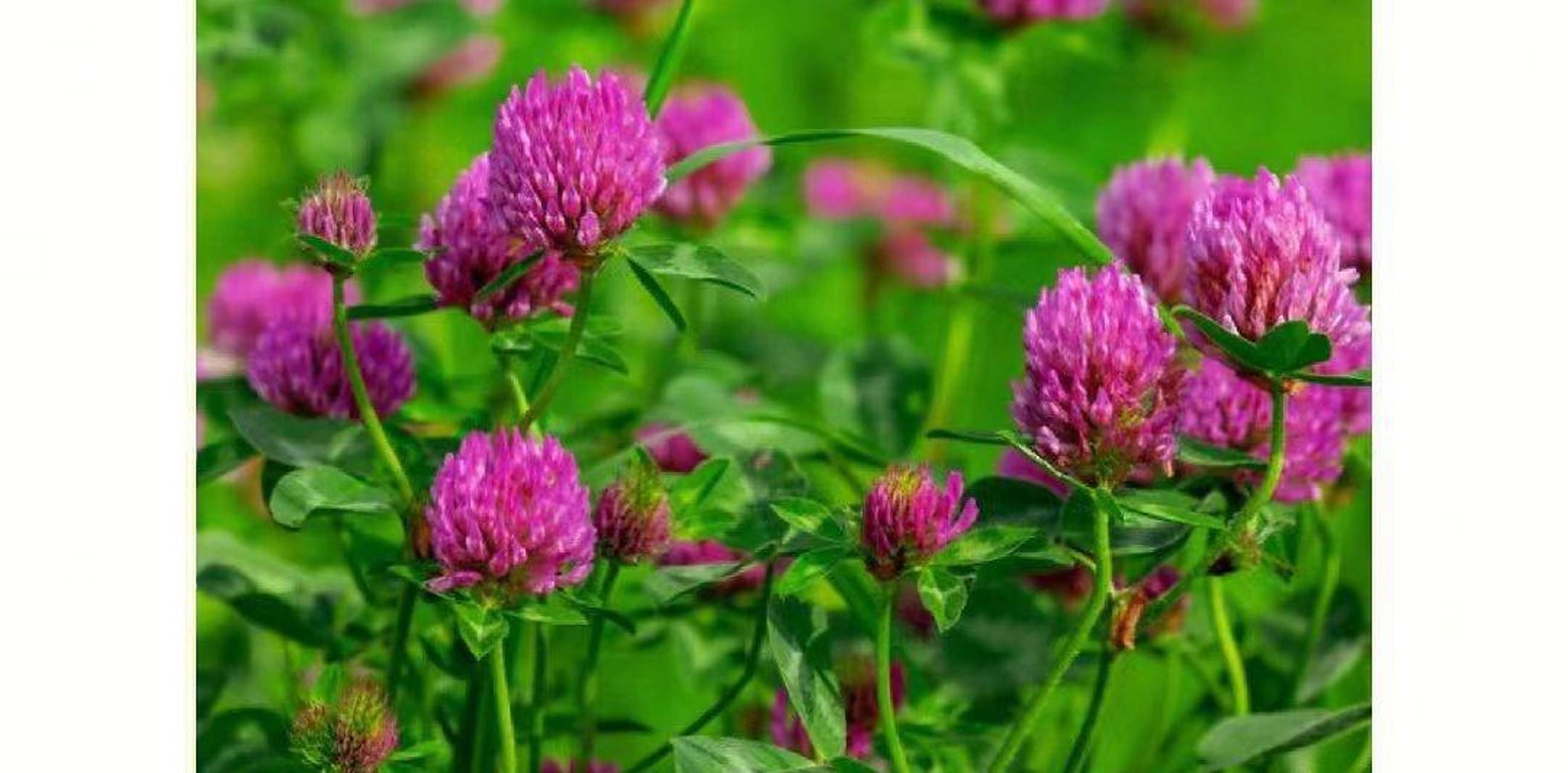 红车轴草 花材:红车轴草 学名:trifoliumpretensel.