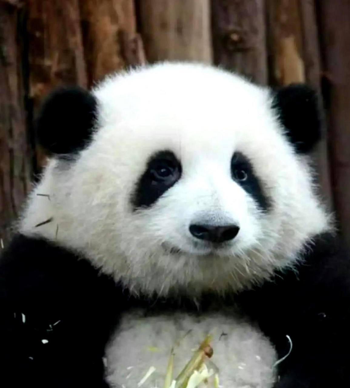 熊猫的外形特点图片