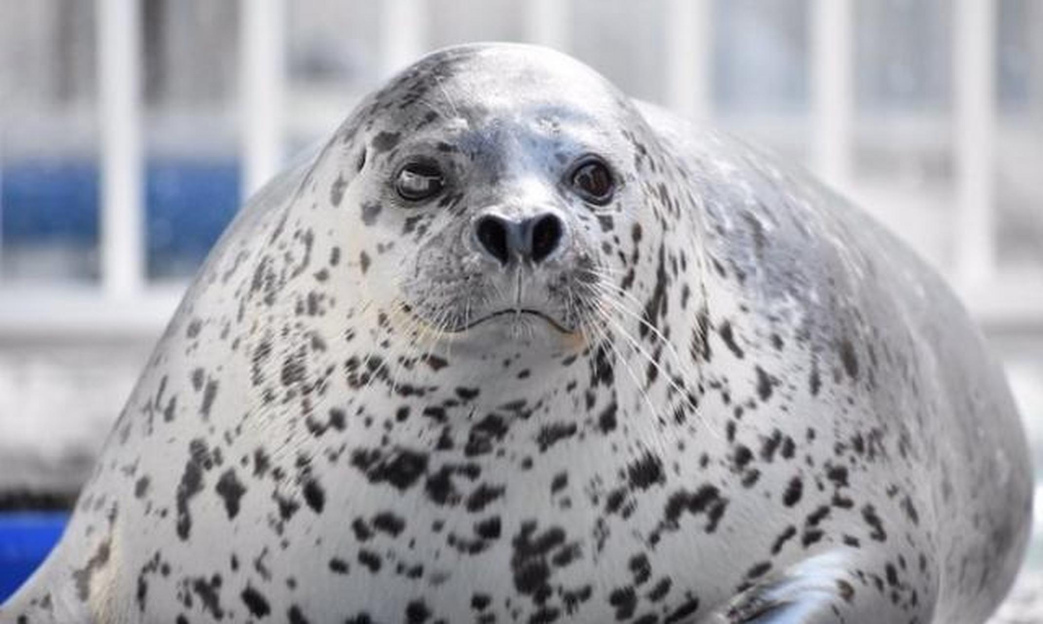 别看海豹平常光溜溜的,仔细看就可以看到他们身上的毛,而且海豹是没有