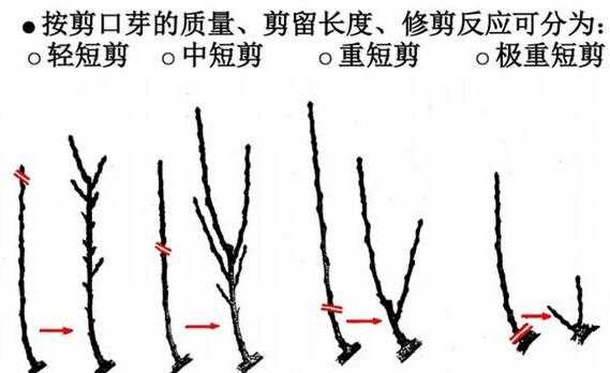 石榴树怎样修剪图片