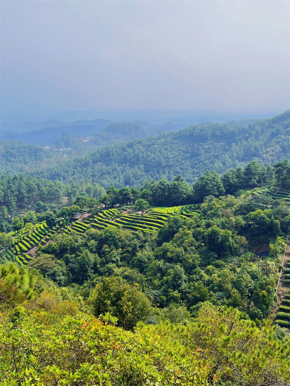 江门鹤山茶山7215亲子一日游   广佛周边一日游,佛山到江门茶山