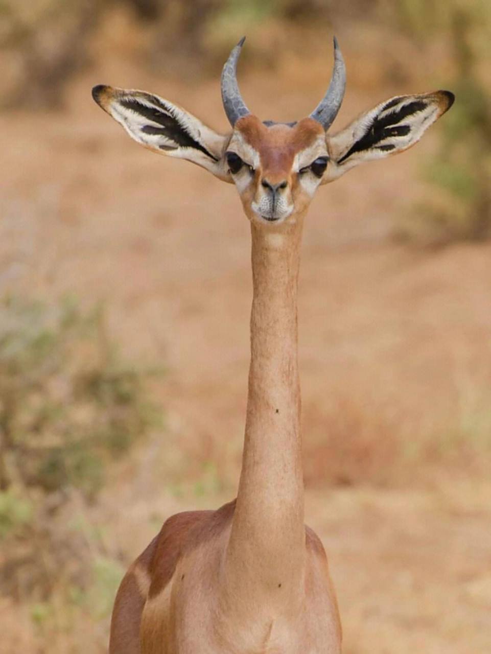 脖子长的羚羊 【长颈羚(麒麟羚)】 litocranius walleri 「脊索动物门