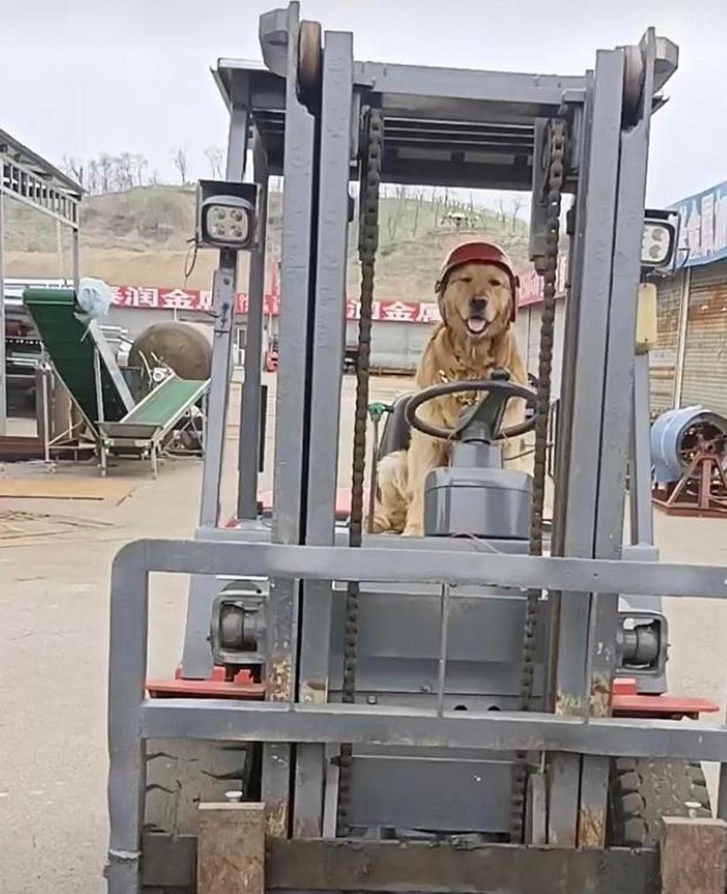 网友:今天新来的叉车师傅,看着技术还可以噢! #搞笑趣味图