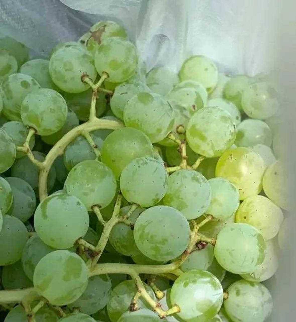 珍珠葡萄小而绿,略带一点酸,味道非常甜[赞][囧]