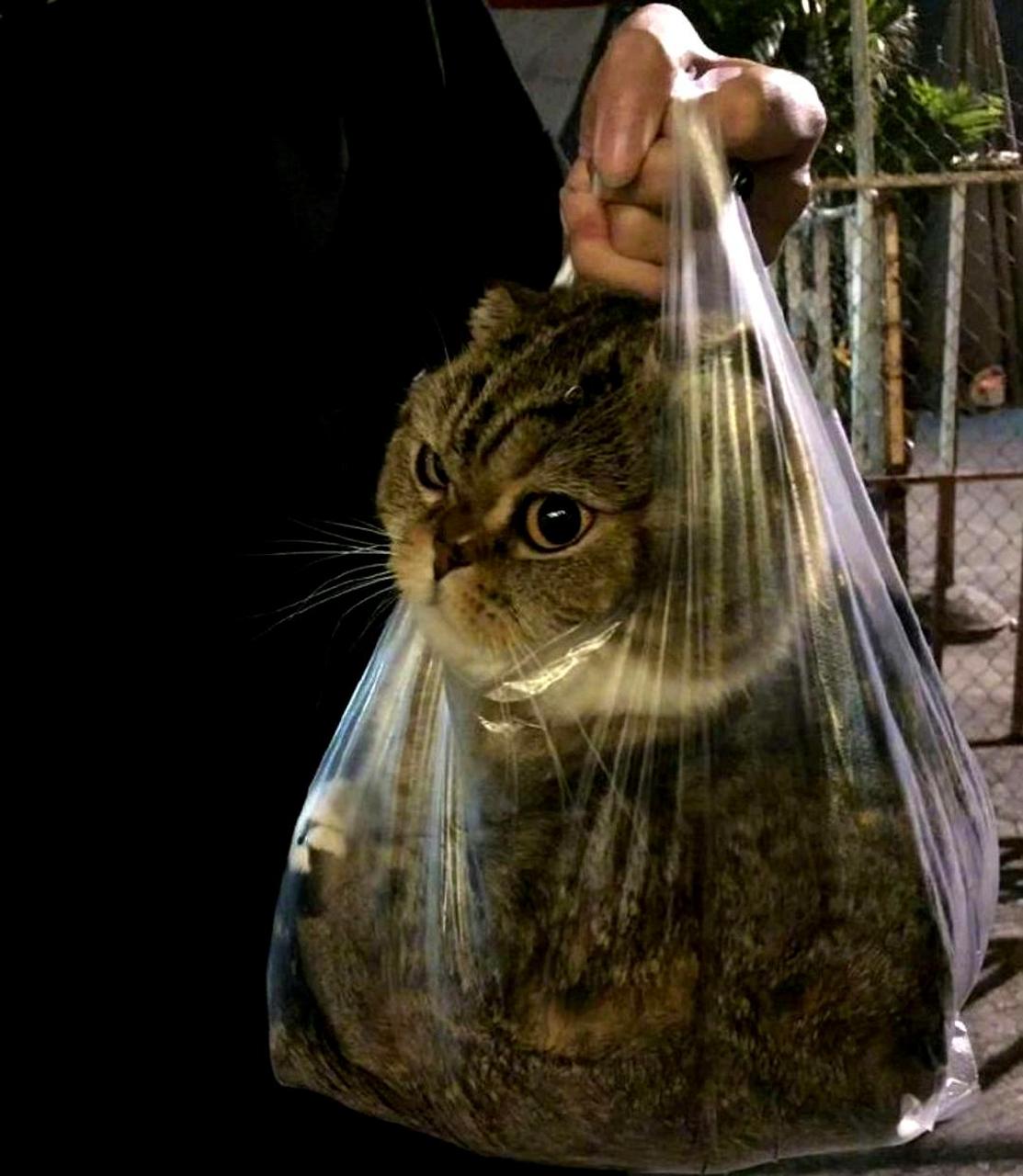 我收到了一袋猫,是朋友送的.