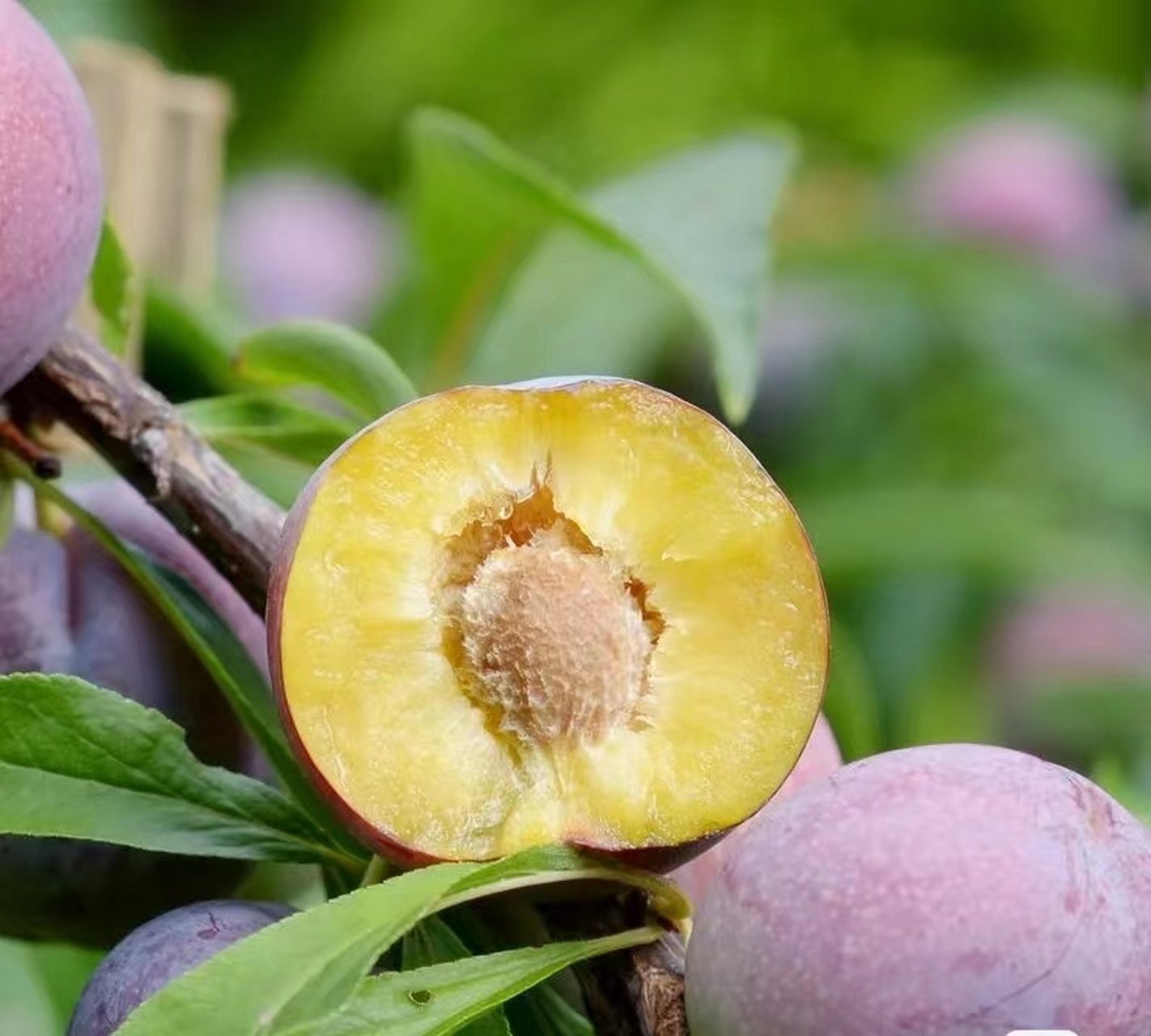 7878脆红李,夏日甜脆的红色之恋7878  正文:  98夏日阳光下