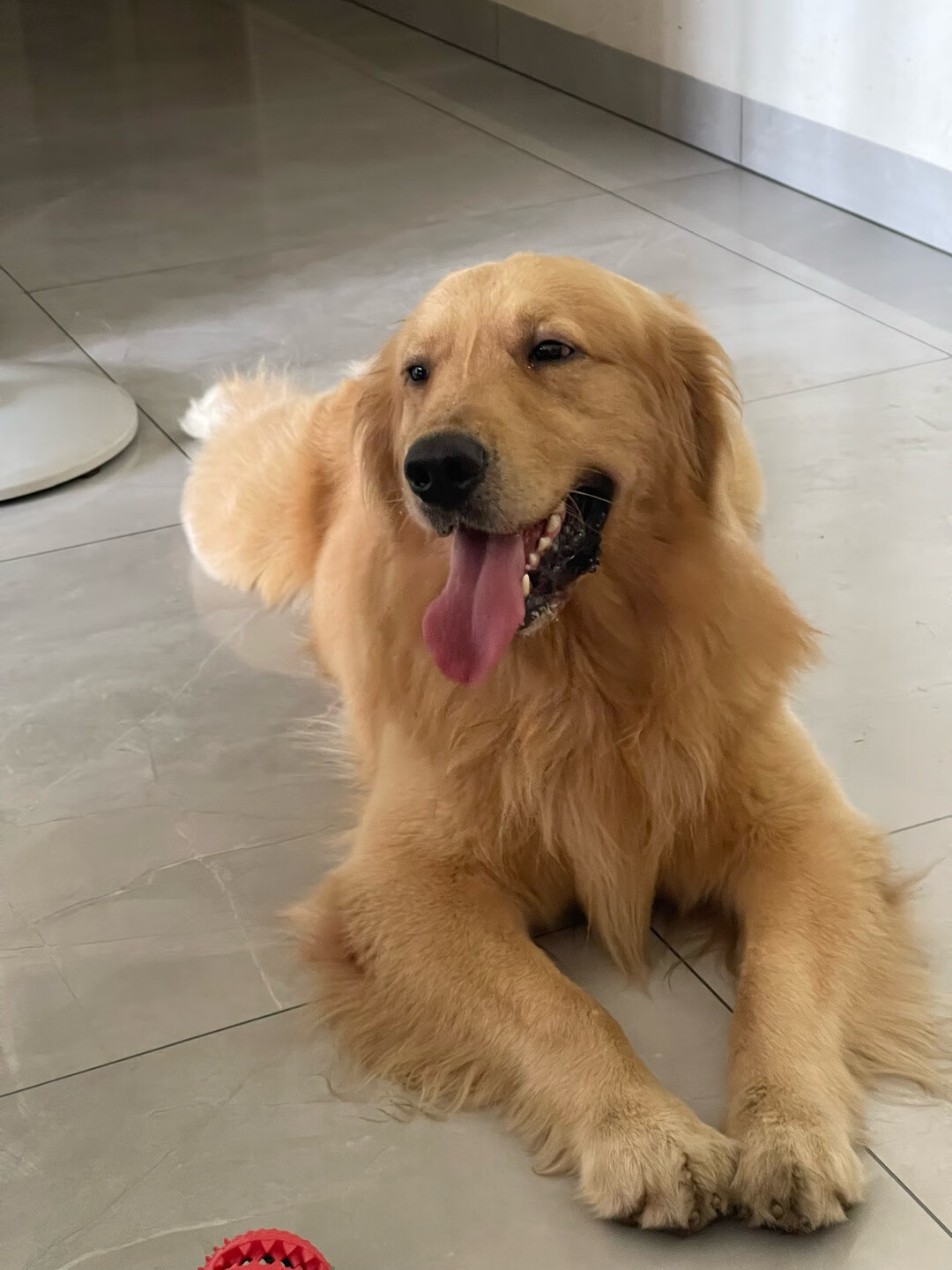 比乐鲜系列中大型成犬狗粮10kg专业配方呵护爱犬健康