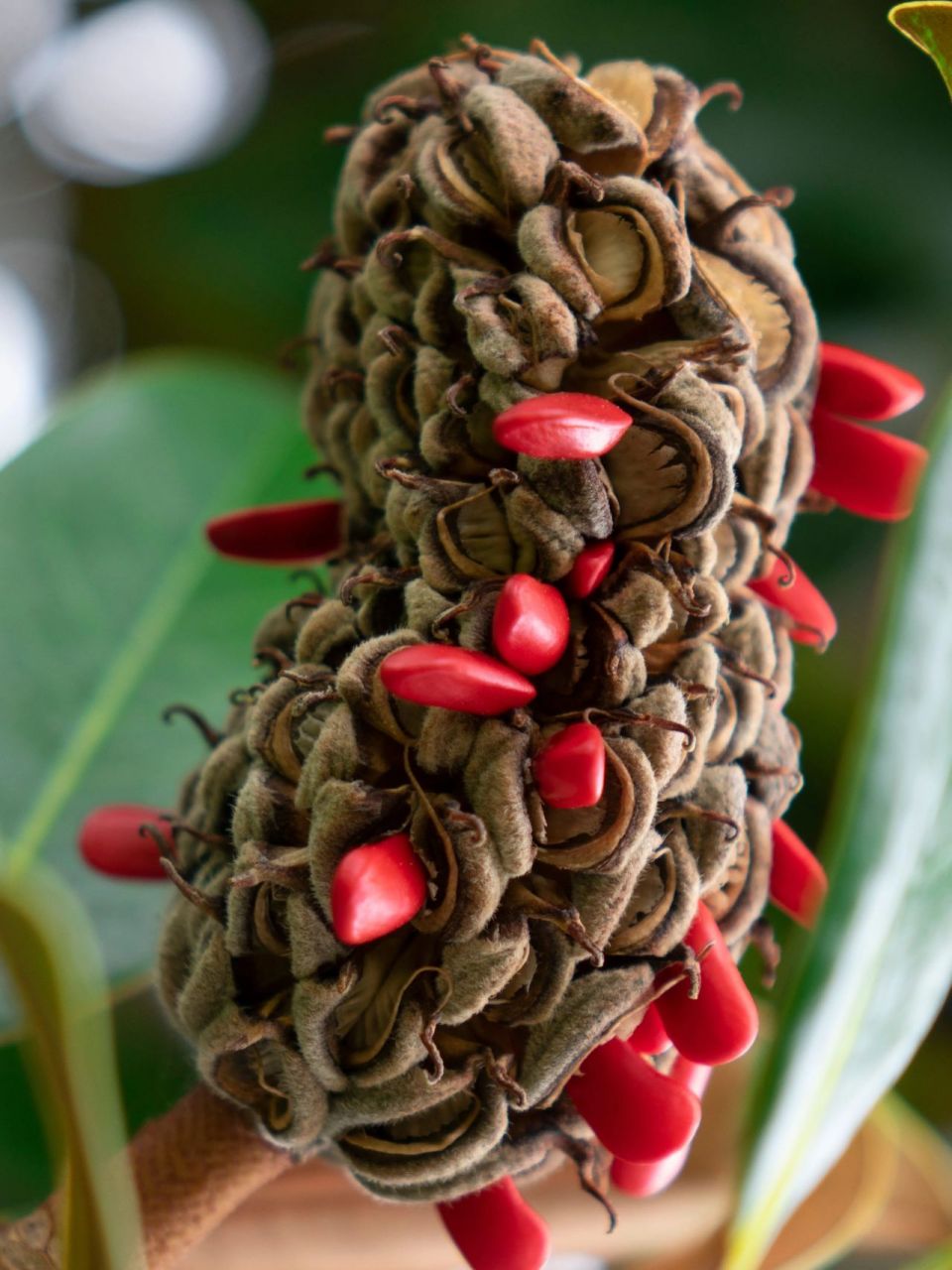 认识植物|果实4|奇奇怪怪的蓇葖果 蓇葖果(gū tū guǒ)是裂果的一种