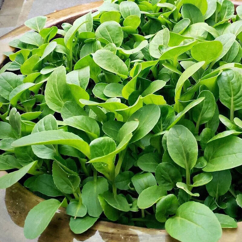 —鸡毛菜,好种而且长速快!