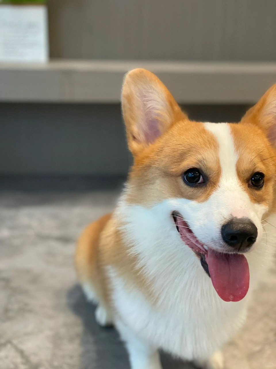 这个品相的柯基可以得几分  精致喂养 阳光小帅98