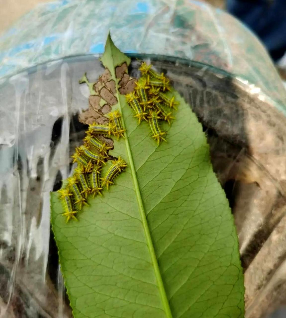 请问这种毛毛虫是什么品种?我很想抓几只放在手上玩耍