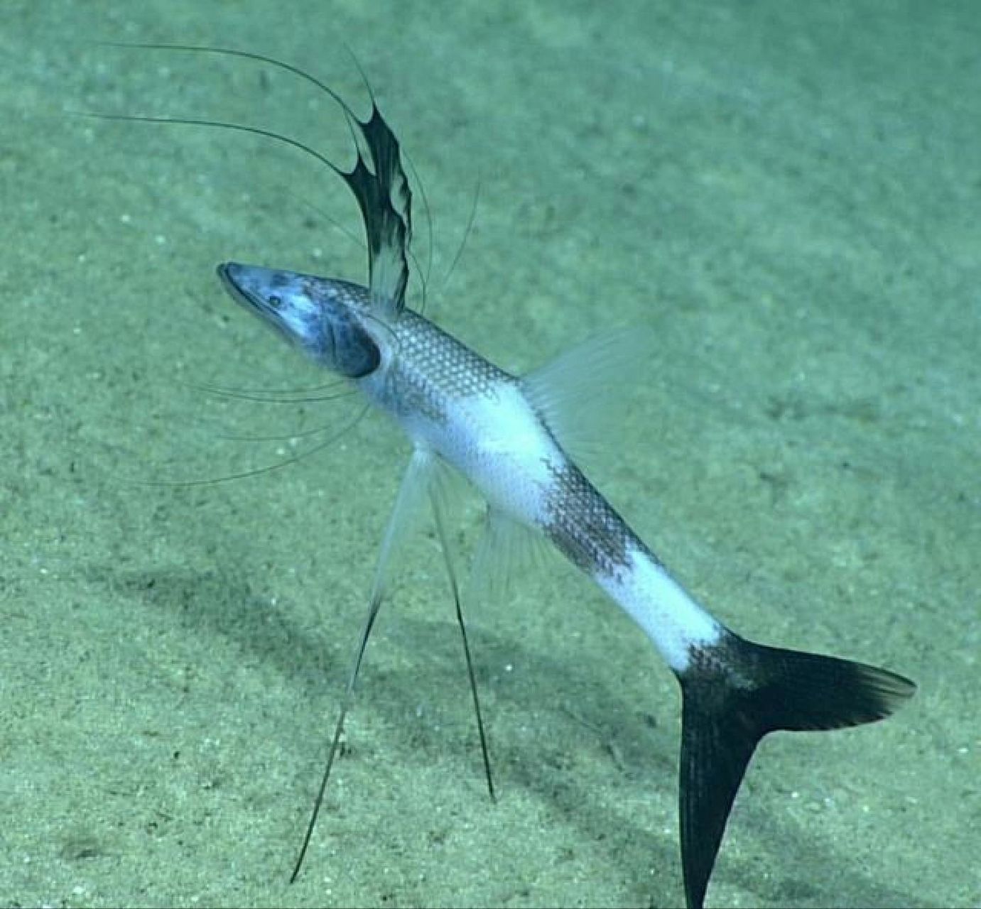 每天认识一种宝藏动物 中文名:三脚架鱼 简介:深海鱼,因为它用来支撑