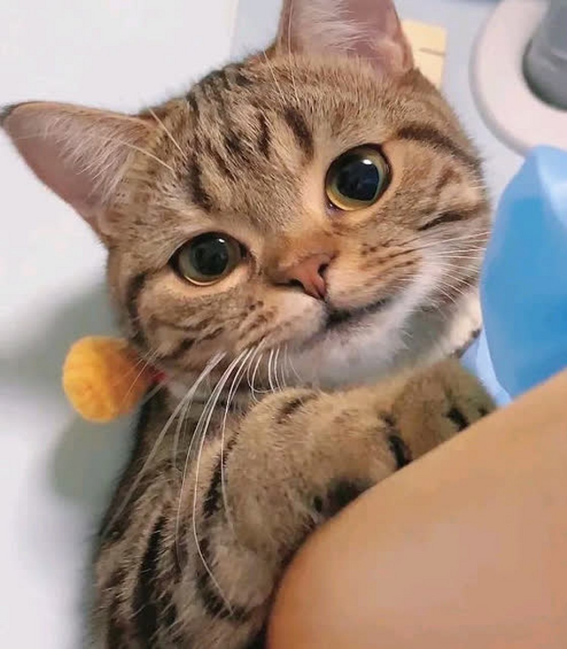 这只小猫太可爱了,有p图吗?[得意]