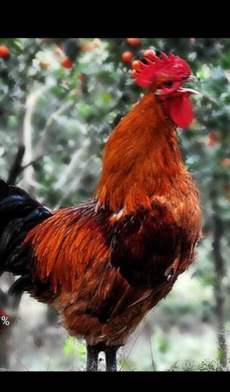 头顶红冠身花羽昂首挺胸气宇轩高吭一曲东方白千家万户门打开展翅不是