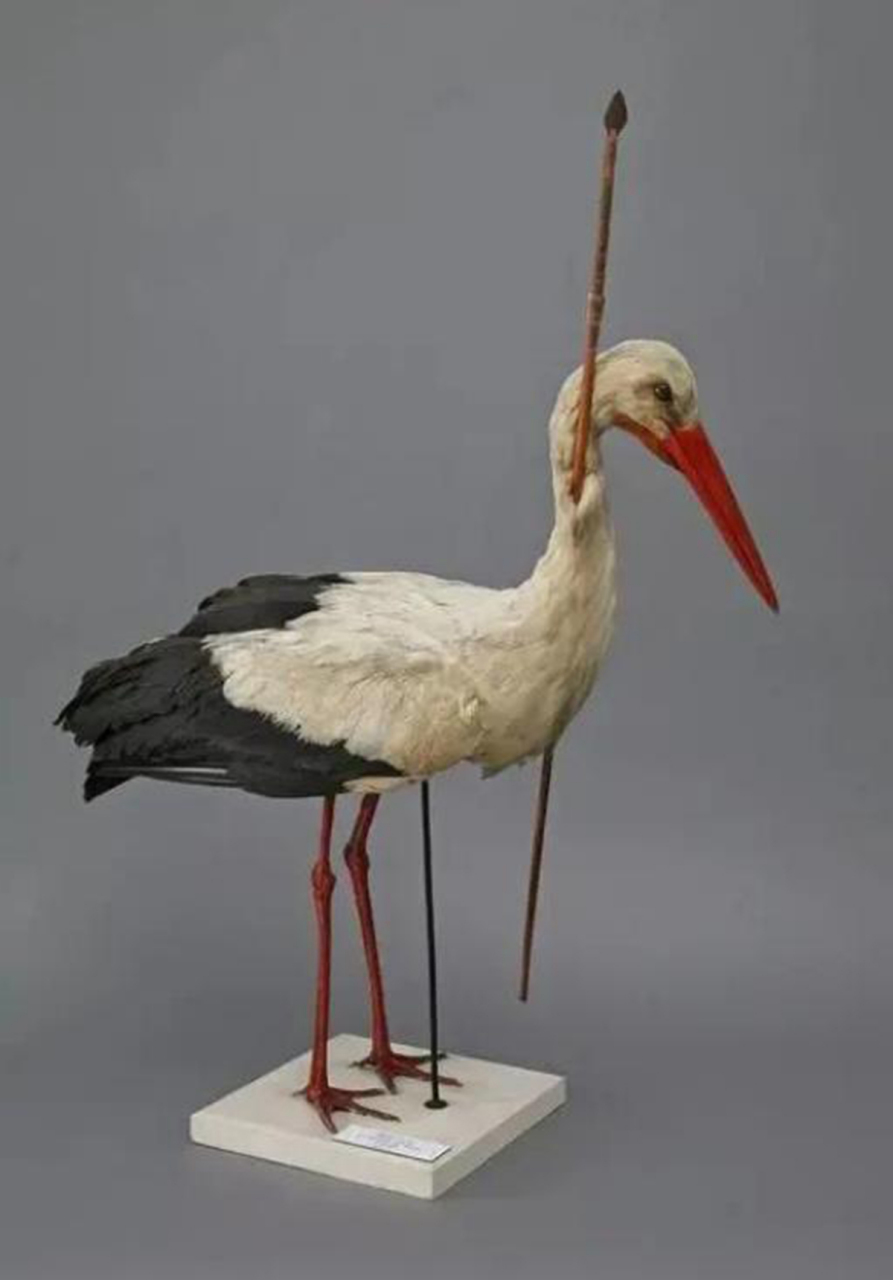 经过一段时间的调查,猎人们发现,这支箭矢的材料来自非洲.