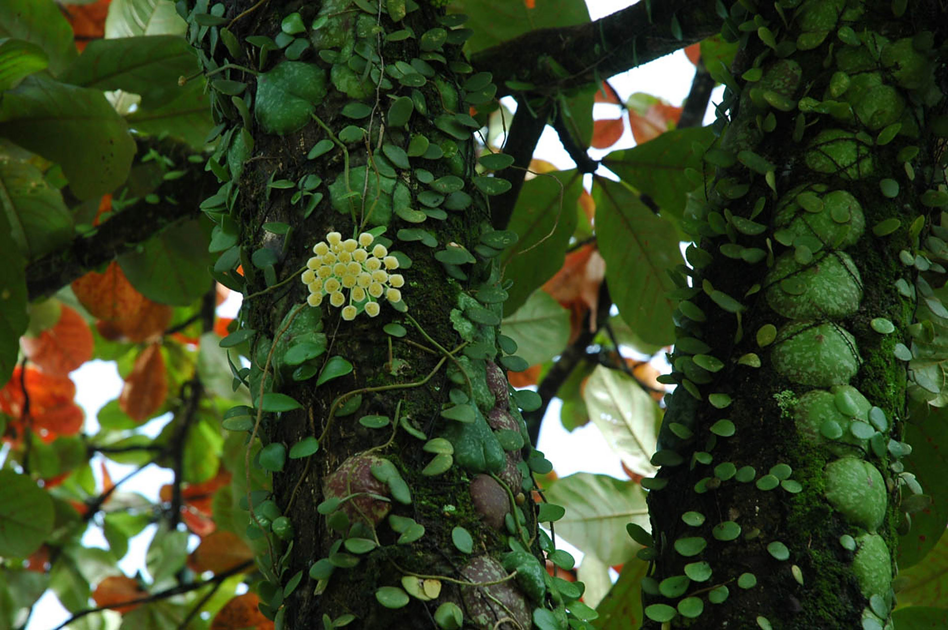 龟壳球兰(英文名hoya imbricata)原产于菲律宾和印度尼西亚苏拉威西