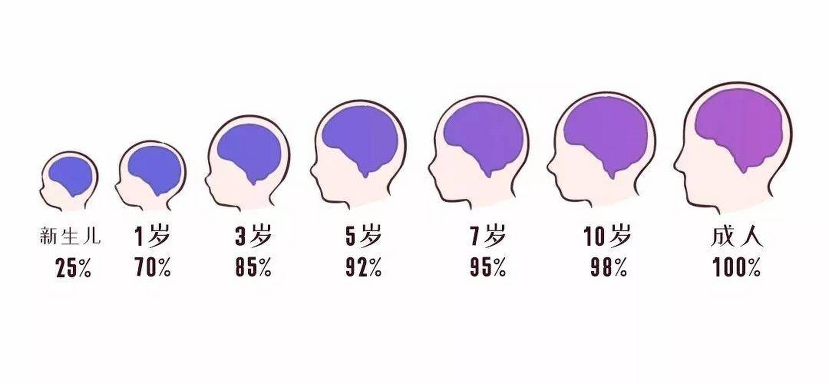 大脑发育 进程图片