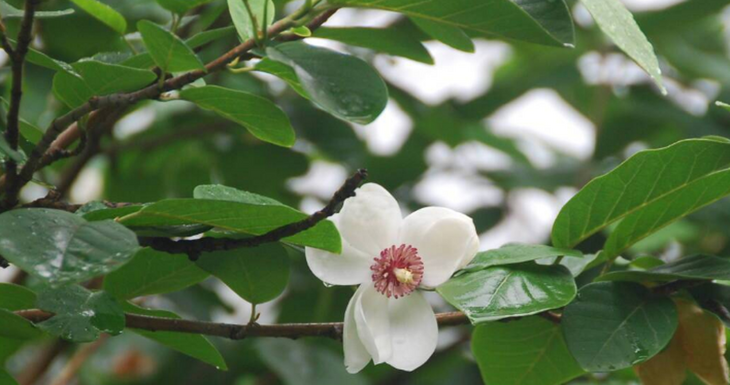 天女花别名小花木兰,天女木兰.