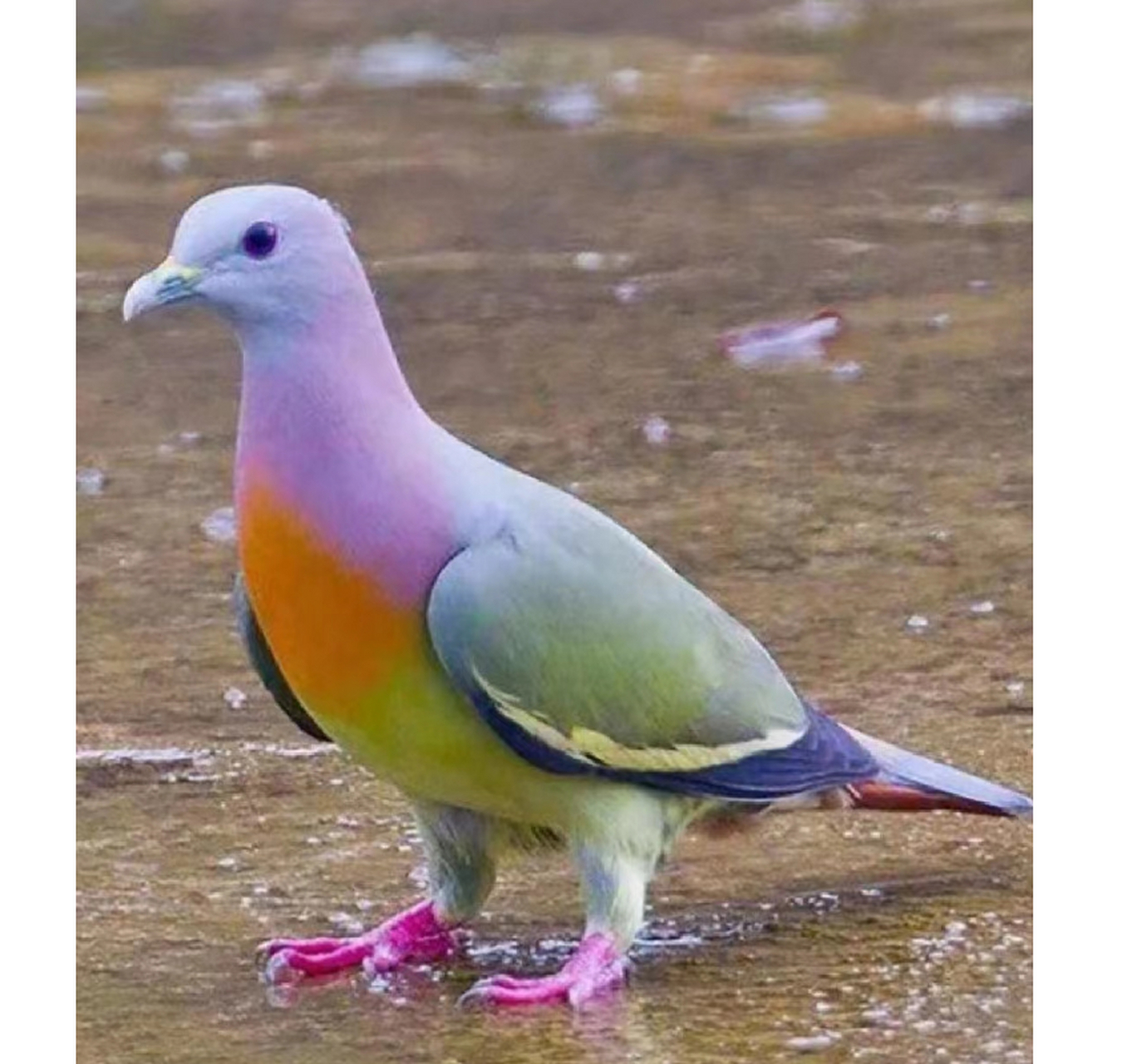 这鸽子什么时候能普及到人手一只,太可爱了.