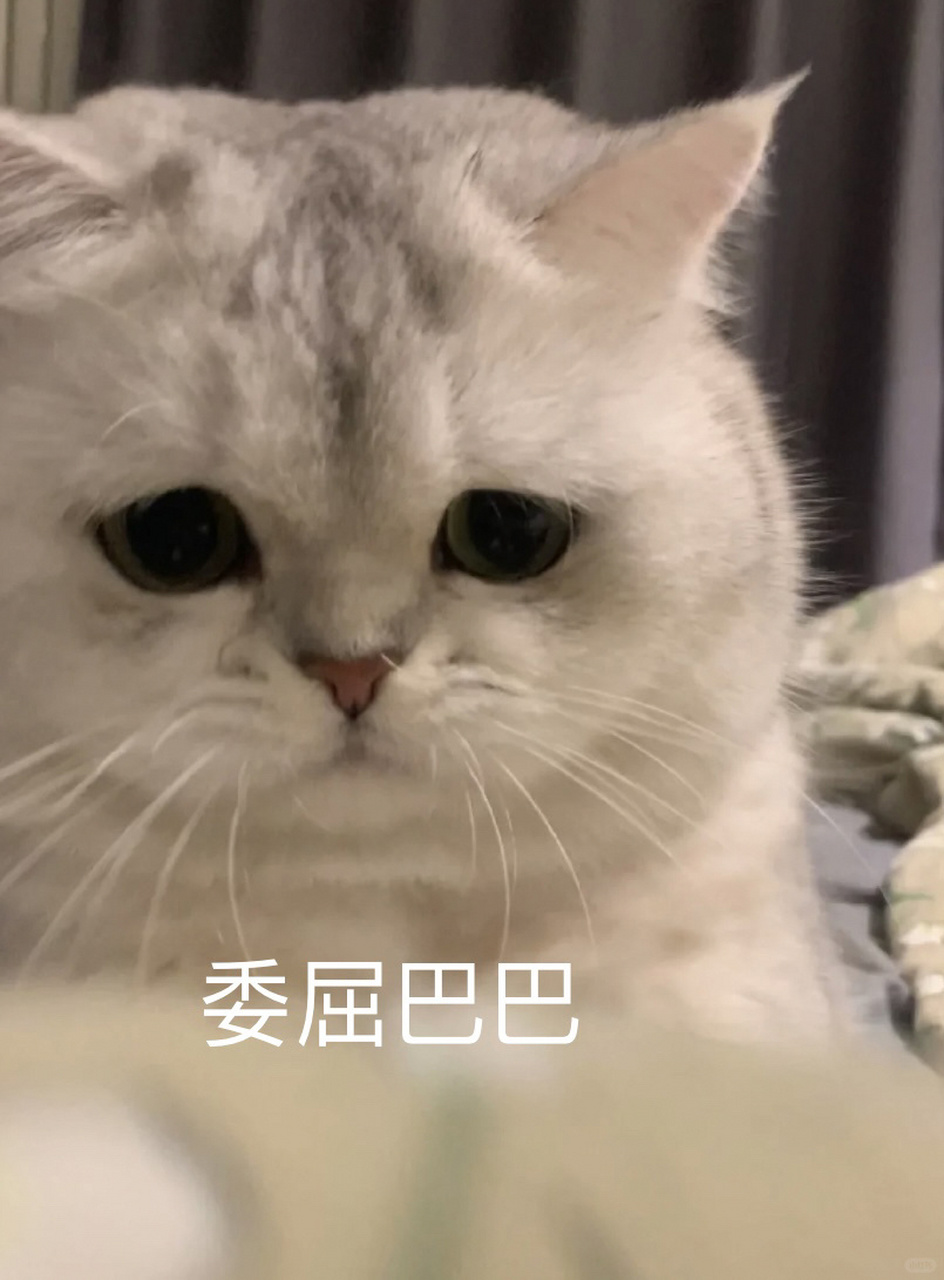 委屈猫猫年度委屈表情包