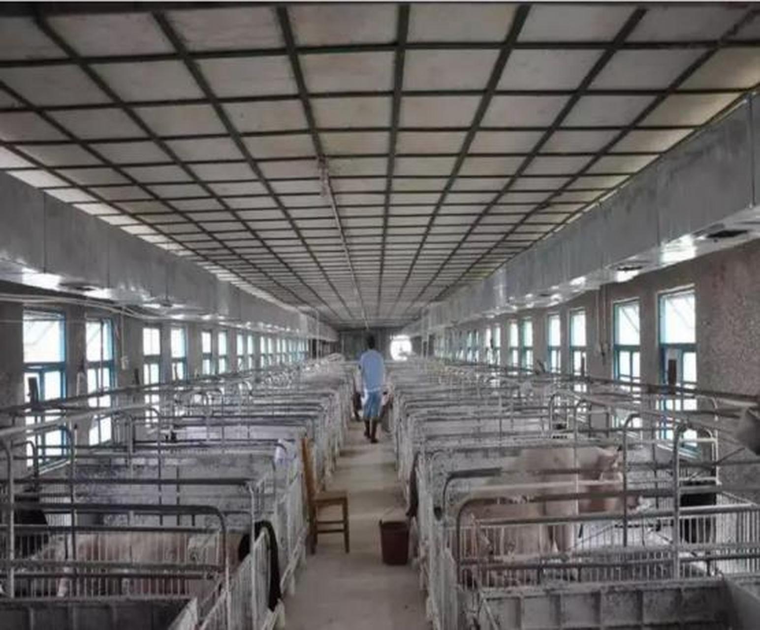 2020年,牧原集团投资的巨型养猪场,一举成为全球最大养殖场,甚至超越