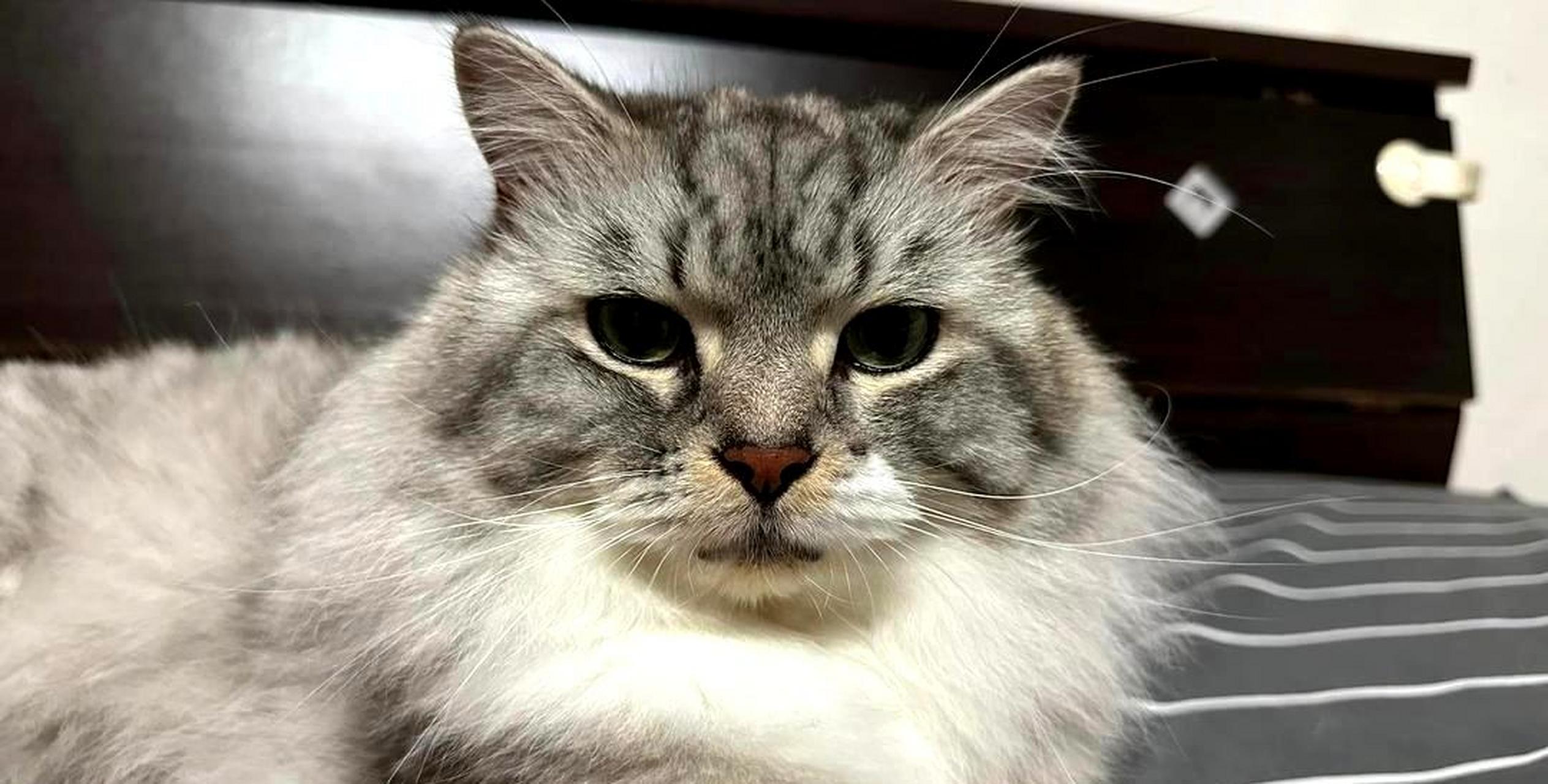 戴上小斗笠的猫可以去钓鱼了!