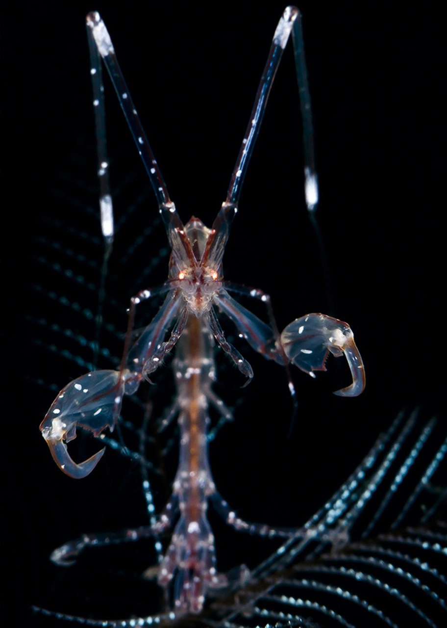 骷髅虾是一种通常被称为骨虾的片脚类动物.