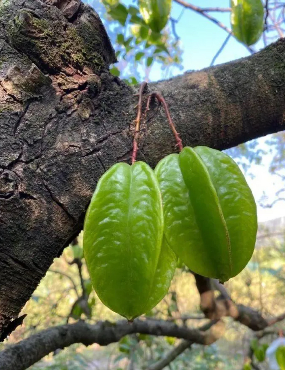 杨桃挂果真是无处不挂