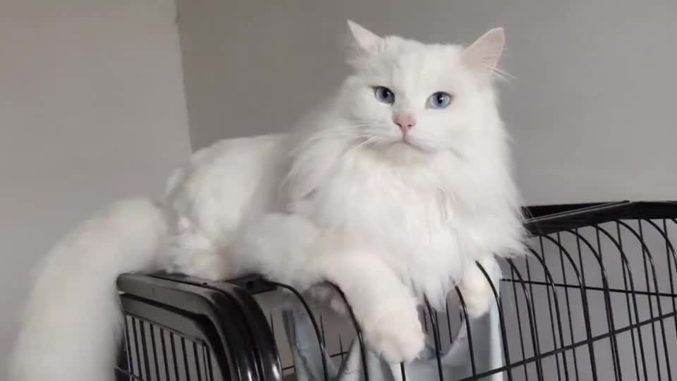 理由如下:  第一:田园猫价格便宜,种类也很多可以选择,比如:狸花猫