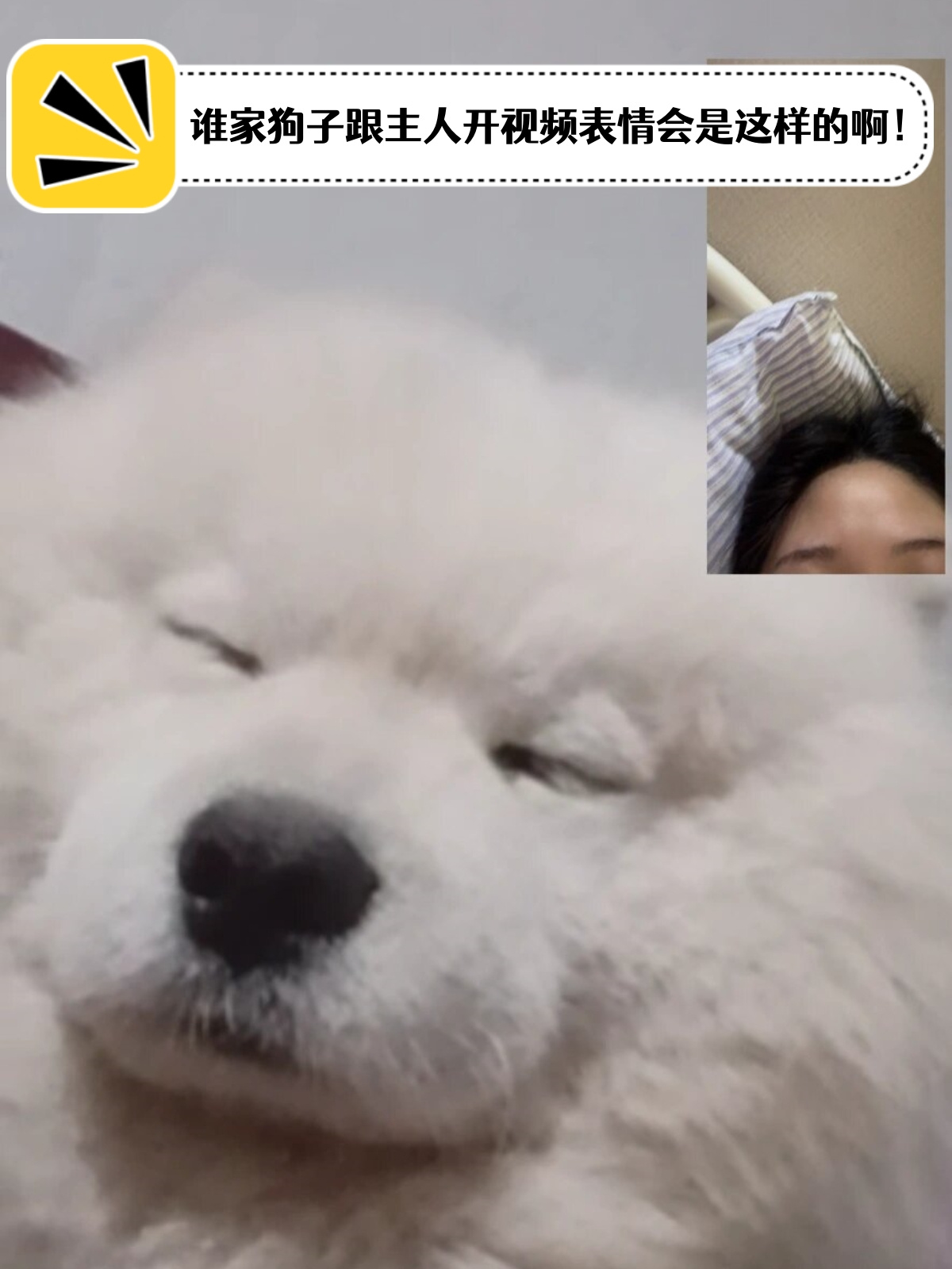 今天我家狗狗跟我视频的时候表情真的让我笑喷了