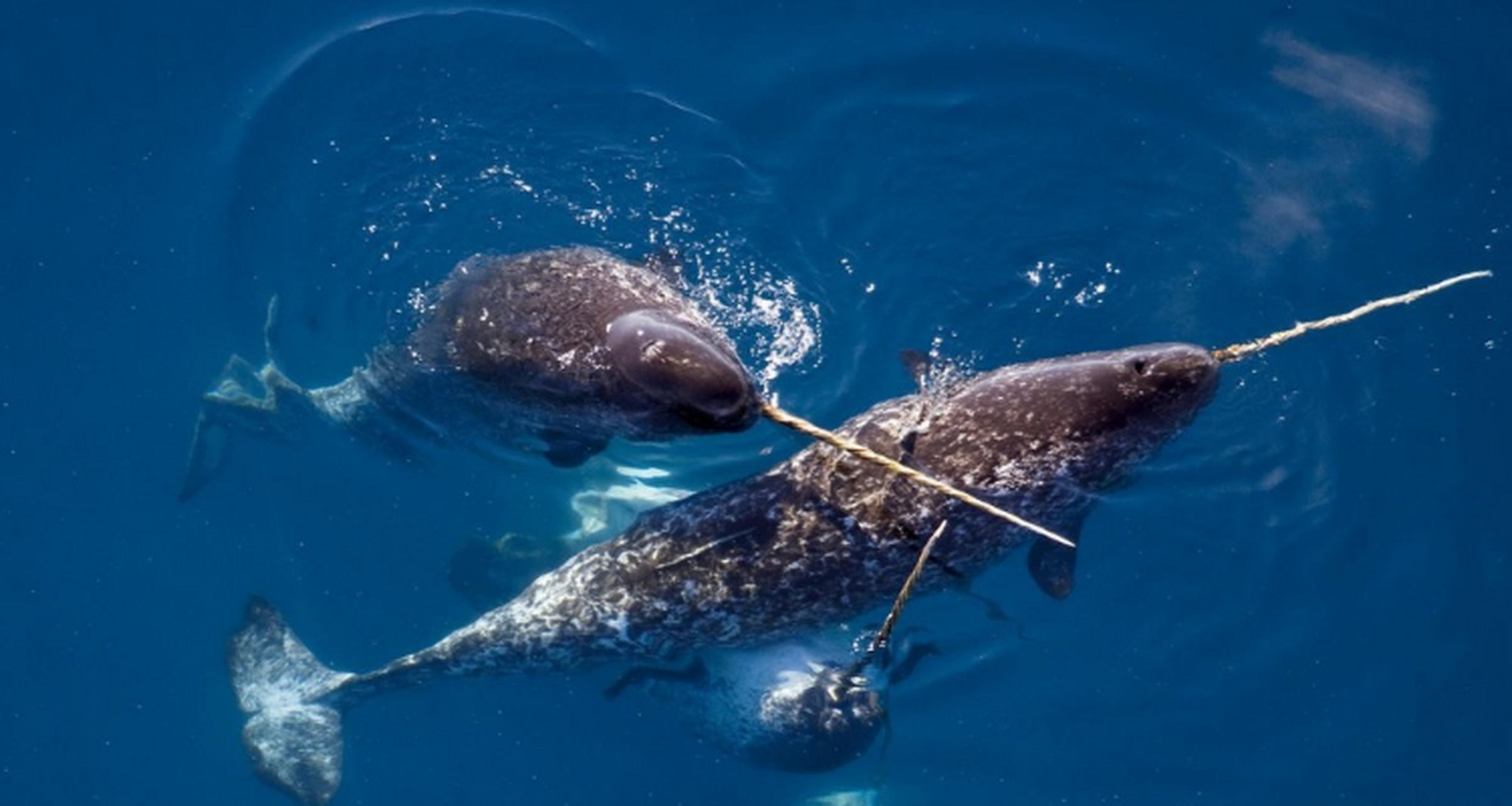 世界上最奇怪的动物 独角鲸.