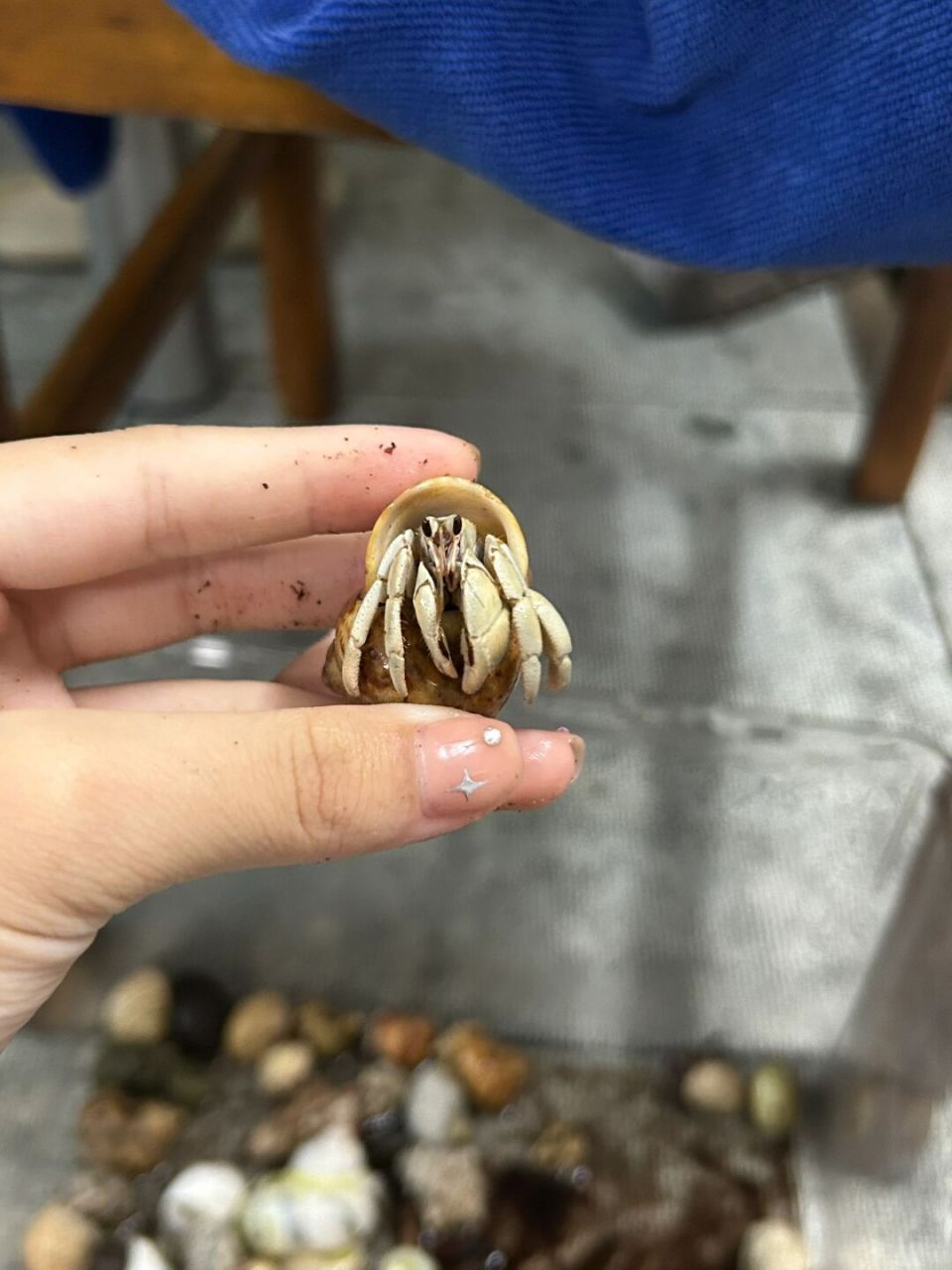 草莓寄居蟹  草莓寄居蟹是一种生活在热带和亚热带海域的节肢动物