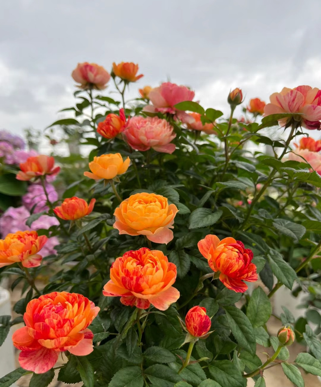 微型月季花"果汁阳台"的芽变品种——果汁飞溅,完美地继承了果汁阳台