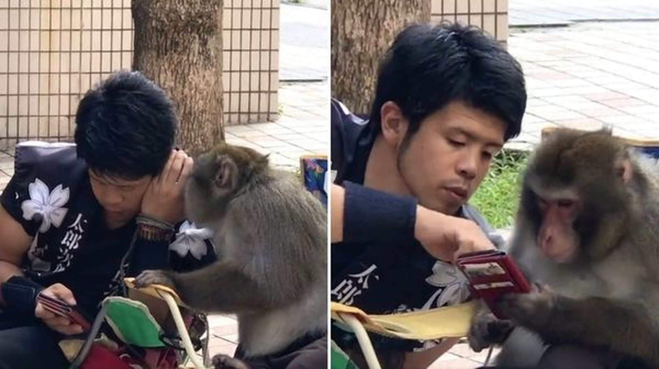 宫泽先生训育黑猩猩小庞和狗狗詹姆士,去完成一些指定任务,每当看到