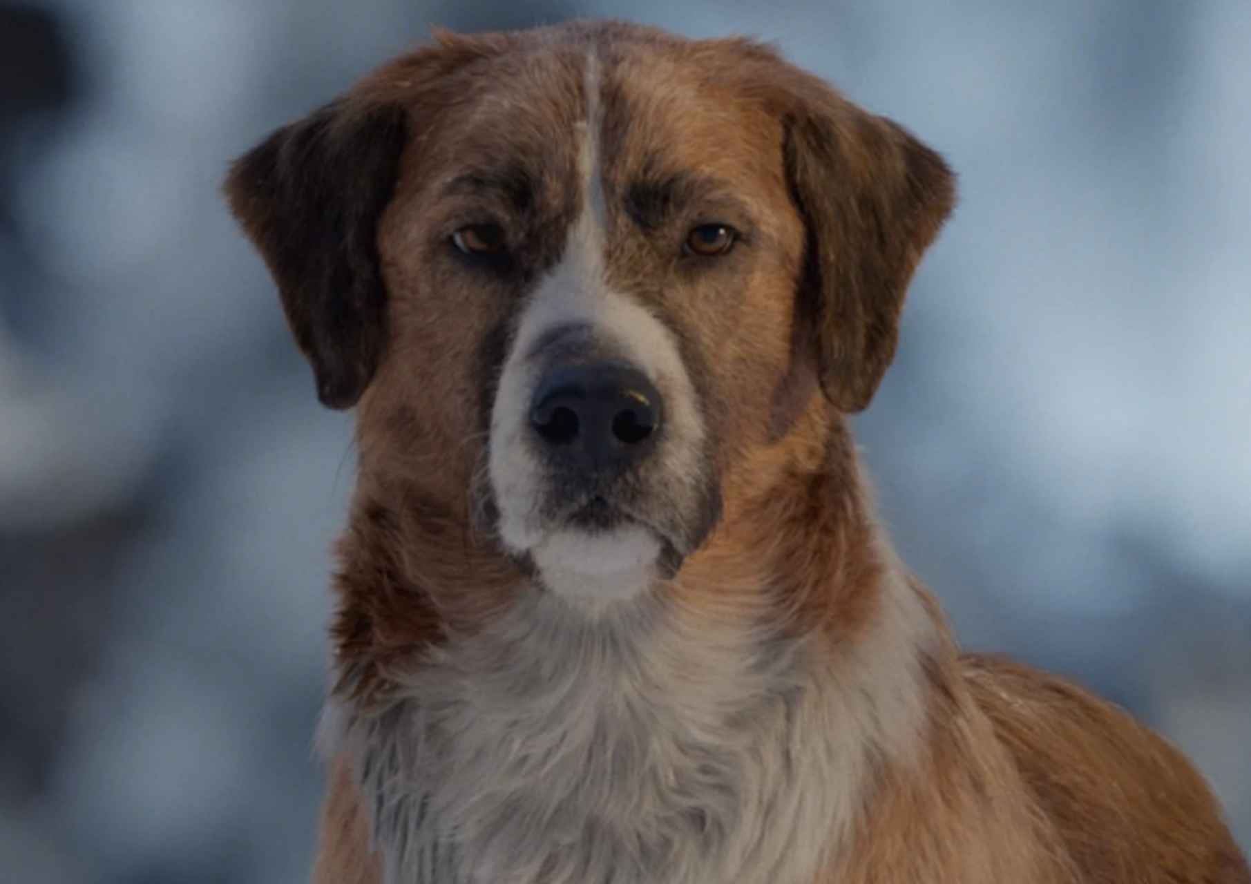 《野性的呼唤》电影版:被工业流水线规训的经典,徒有其表,杰克·伦敦