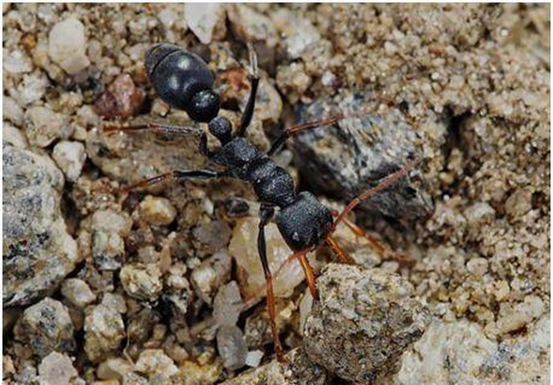 海关首次查获3只黑梨牛头蚁# 浦东机场海关近日查获3支黑梨牛头犬蚁