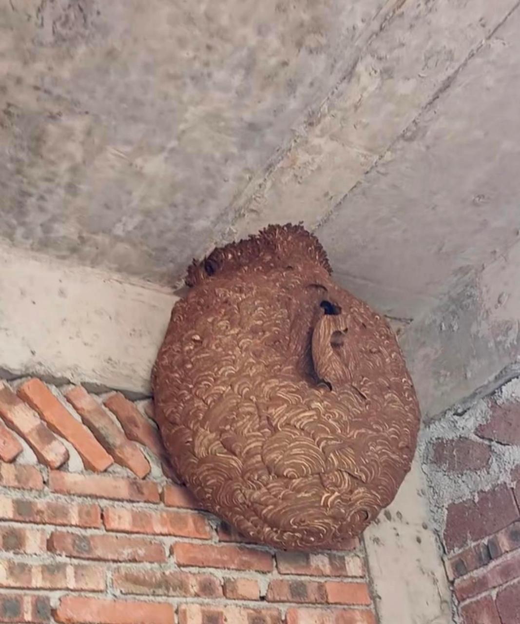 里面竟然有这么一个巨大的马蜂窝,不知道是什么种类的马蜂