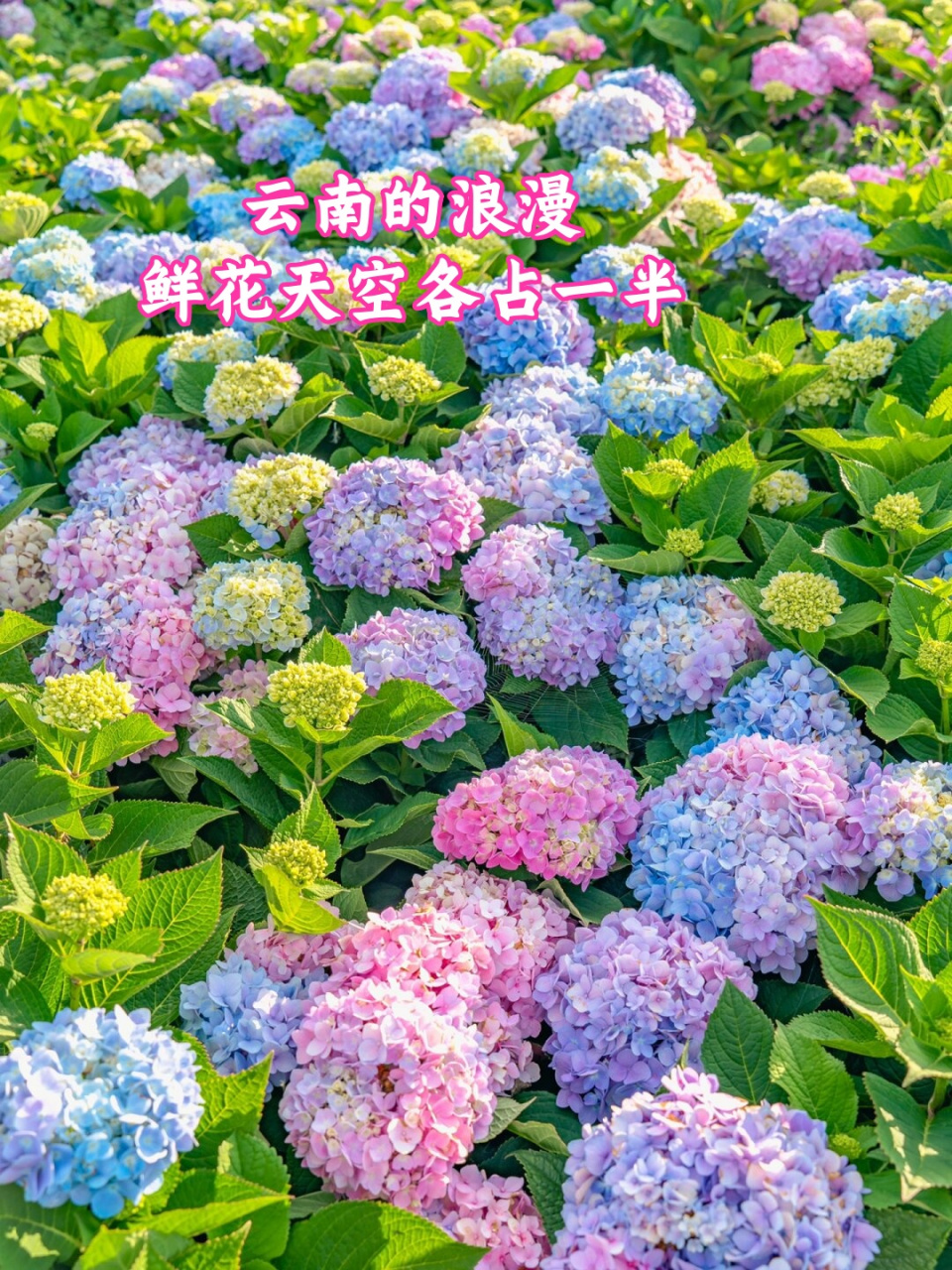 这个夏天,如果你有计划来云南旅游,一定不要错过这片彩虹花海.