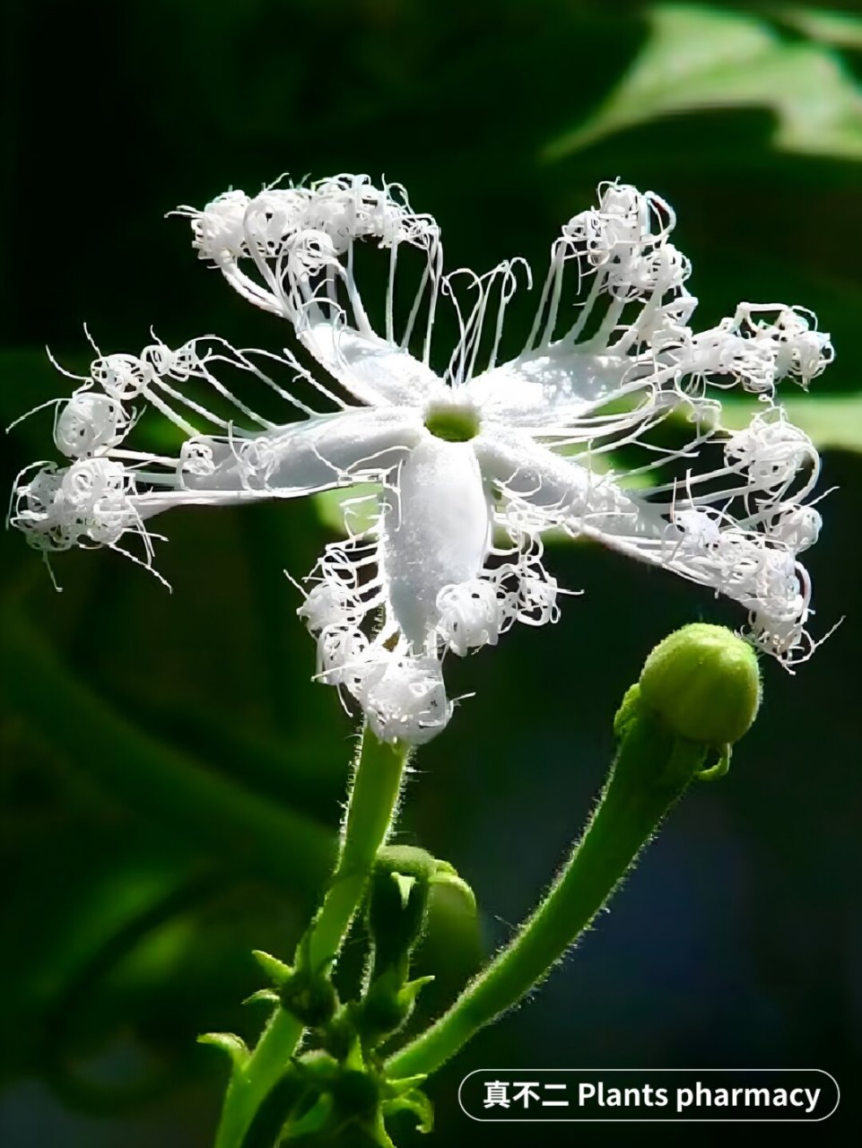 如此仙气飘飘,居然是瓜的花  名称:栝楼 别名:瓜蒌,天撤,苦瓜,山金匏