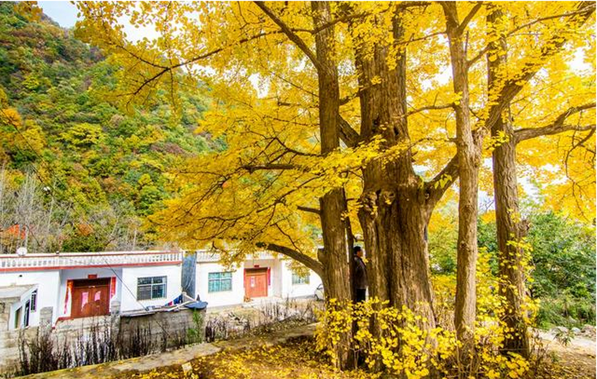 冬季在场证明# 初冬的洛宁县故县镇,天高气朗,微风轻拂,带来了一丝寒