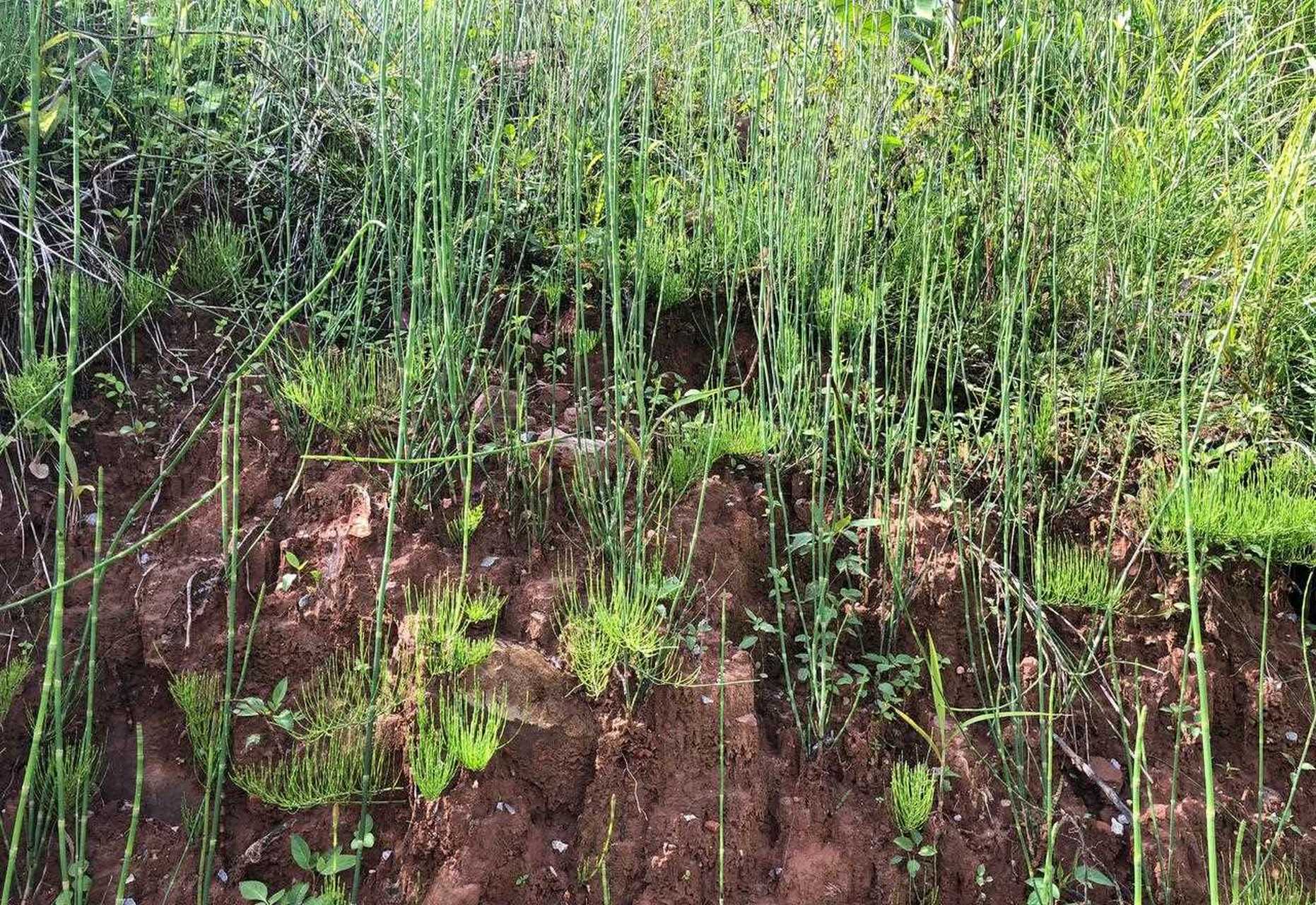 笔管草是一节节的,像笔管一样,所以被称为笔管草.