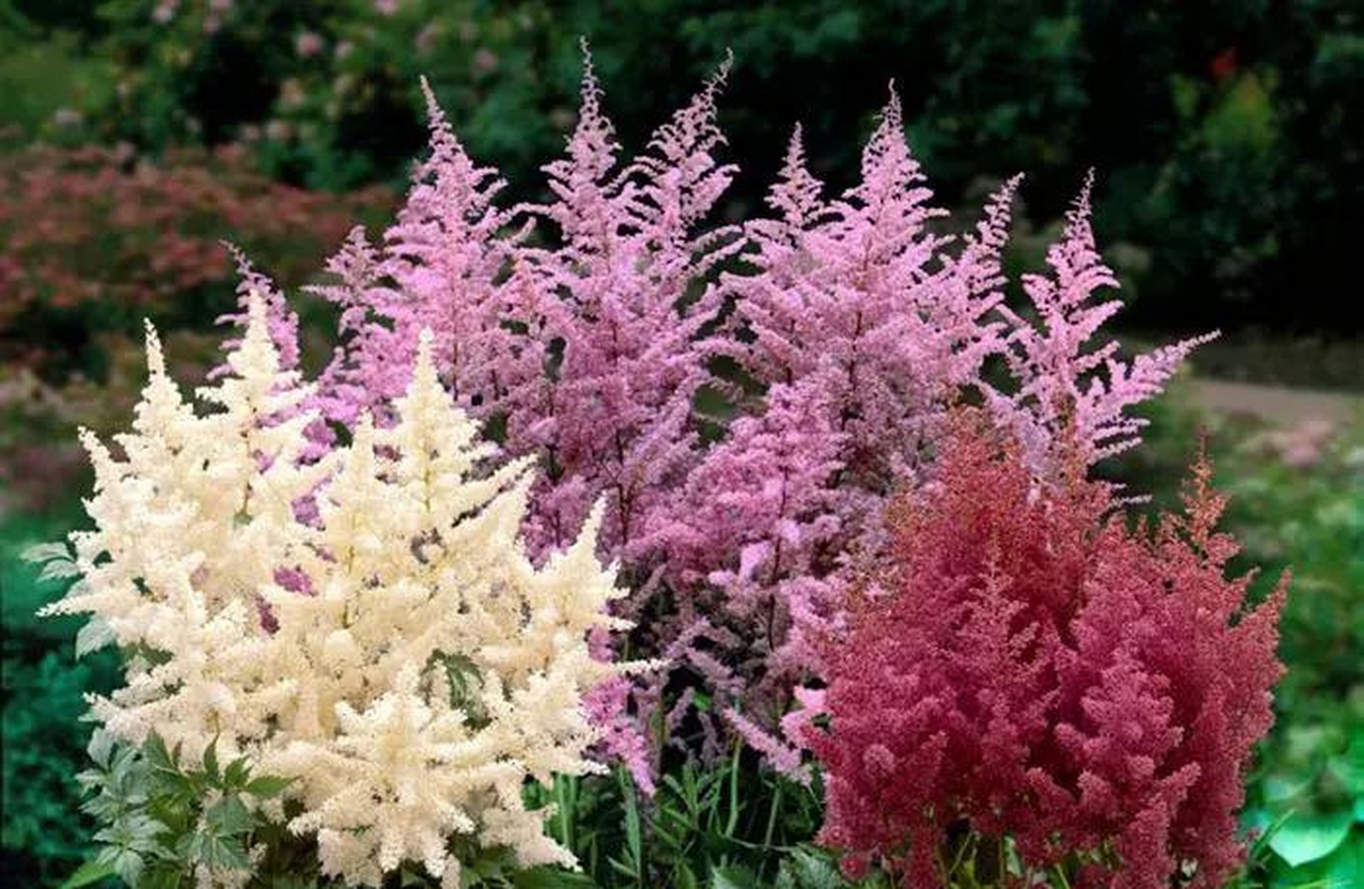 价格也是比较昂贵的,落新妇的花期从份一直到份,颜色也有好多种,各种