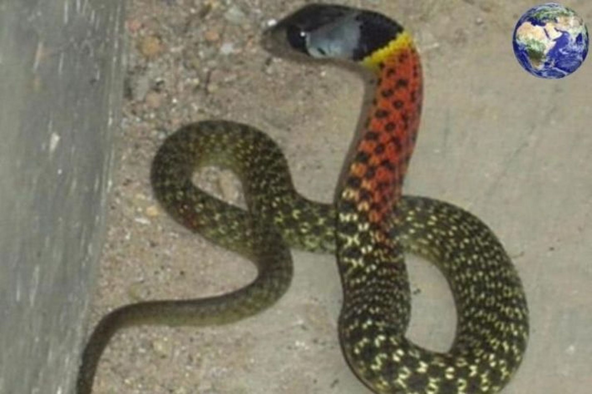 红脖颈槽蛇,是游蛇科颈槽蛇属的爬行动物,也叫野鸡项,红脖游蛇,扁脖子