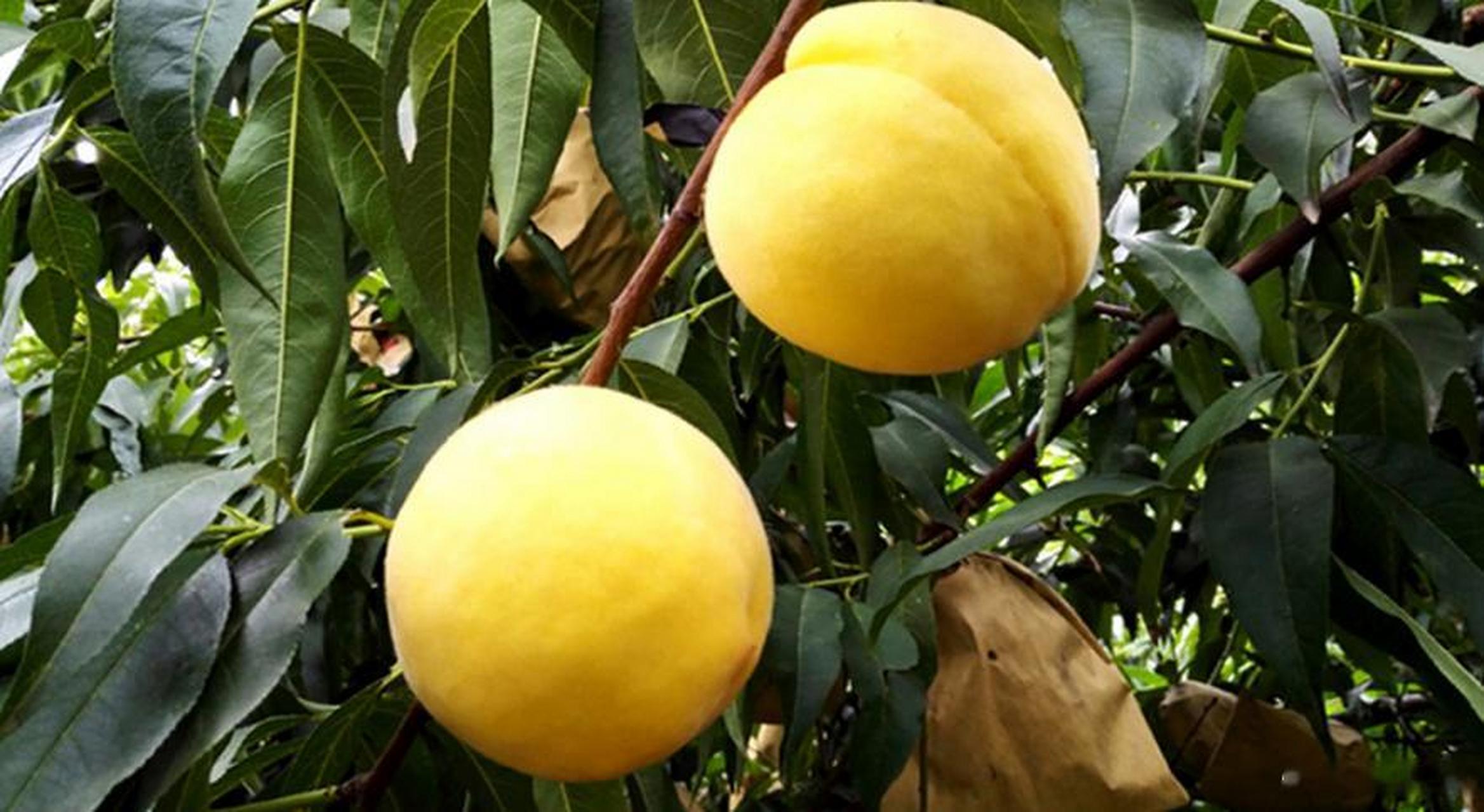 大妈的精选  『山东蒙阴黄金蜜1号 毛桃 黄毛桃 收到硬放软可扒皮吃