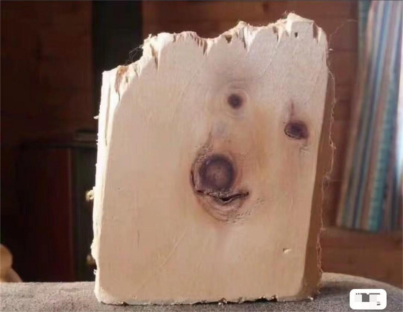 比利时木块犬,这种狗性格非常木讷,长的也跟一块儿木头似的,平时也不