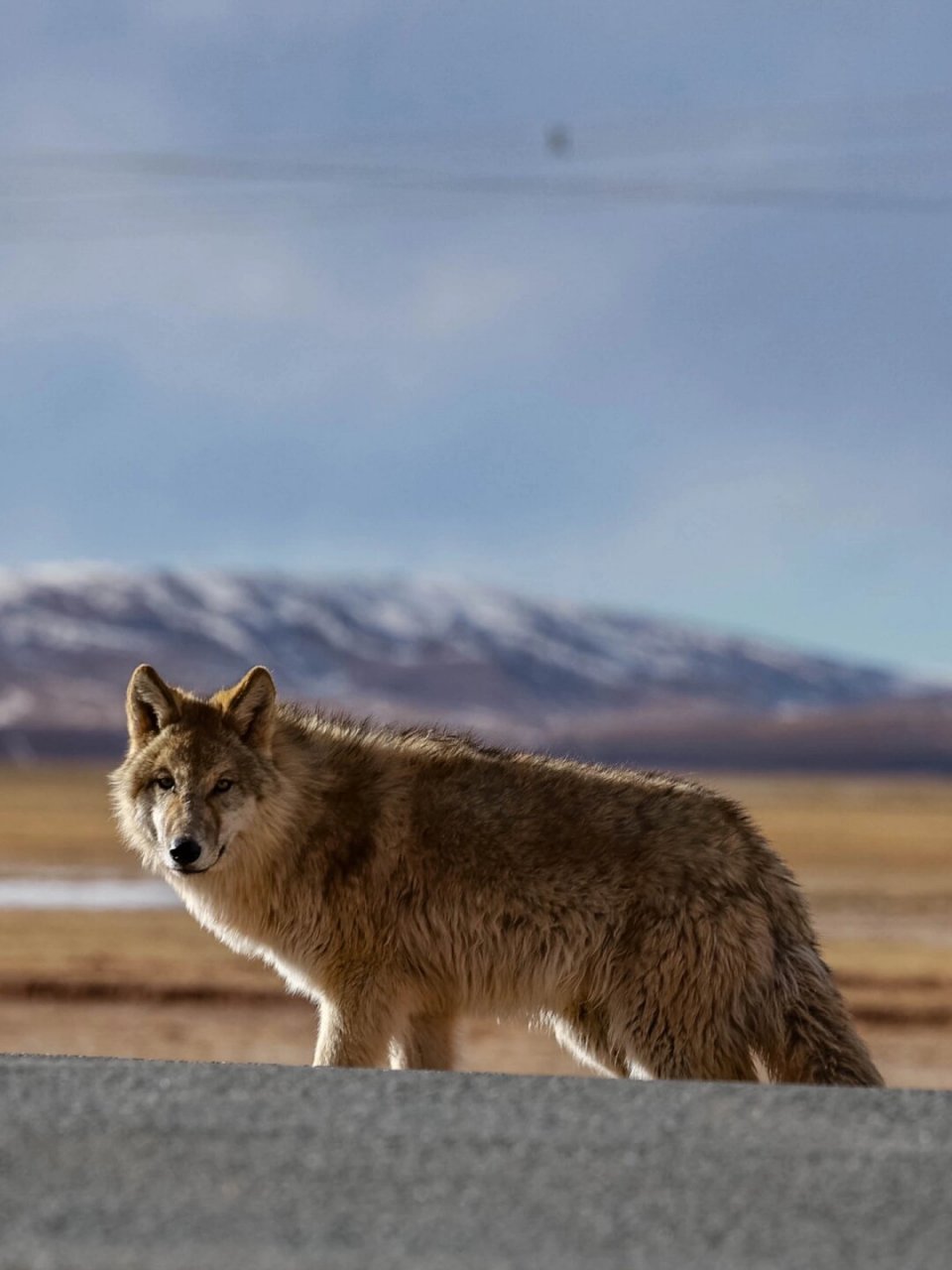 可可西里网红狼  99可可西里自然保护区·网红狼  我在车里蹲守了半