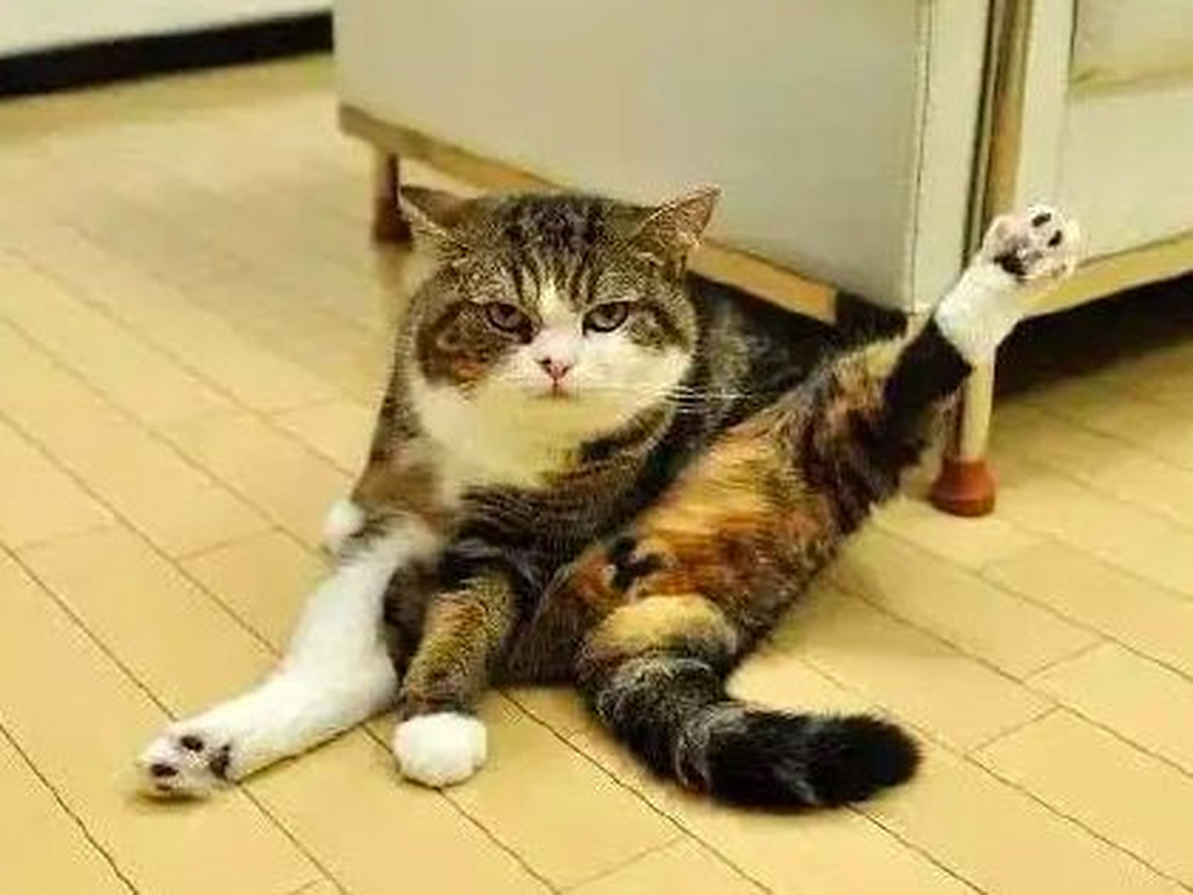 猫咪的迷惑行为# #猫咪日常# #搞笑萌宠# #萌宠搞笑合集# #猫咪